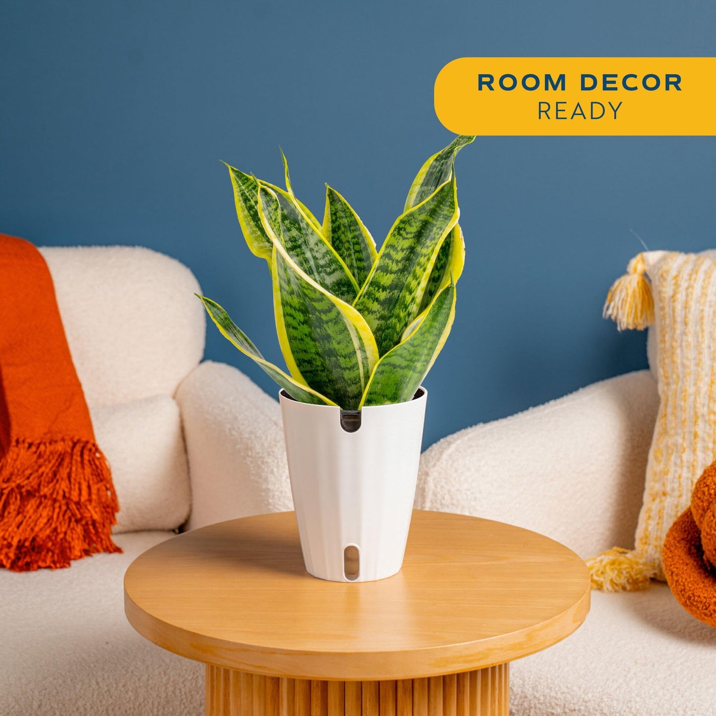 Costa Farms Snake Plant Live Indoor Houseplant in Self-Watering Decor Pot, 12-20 Inches Tall Medium Sansevieria, Low Light Easy Care Live Plant, Unique Housewarming Gift or Office Desk Decor