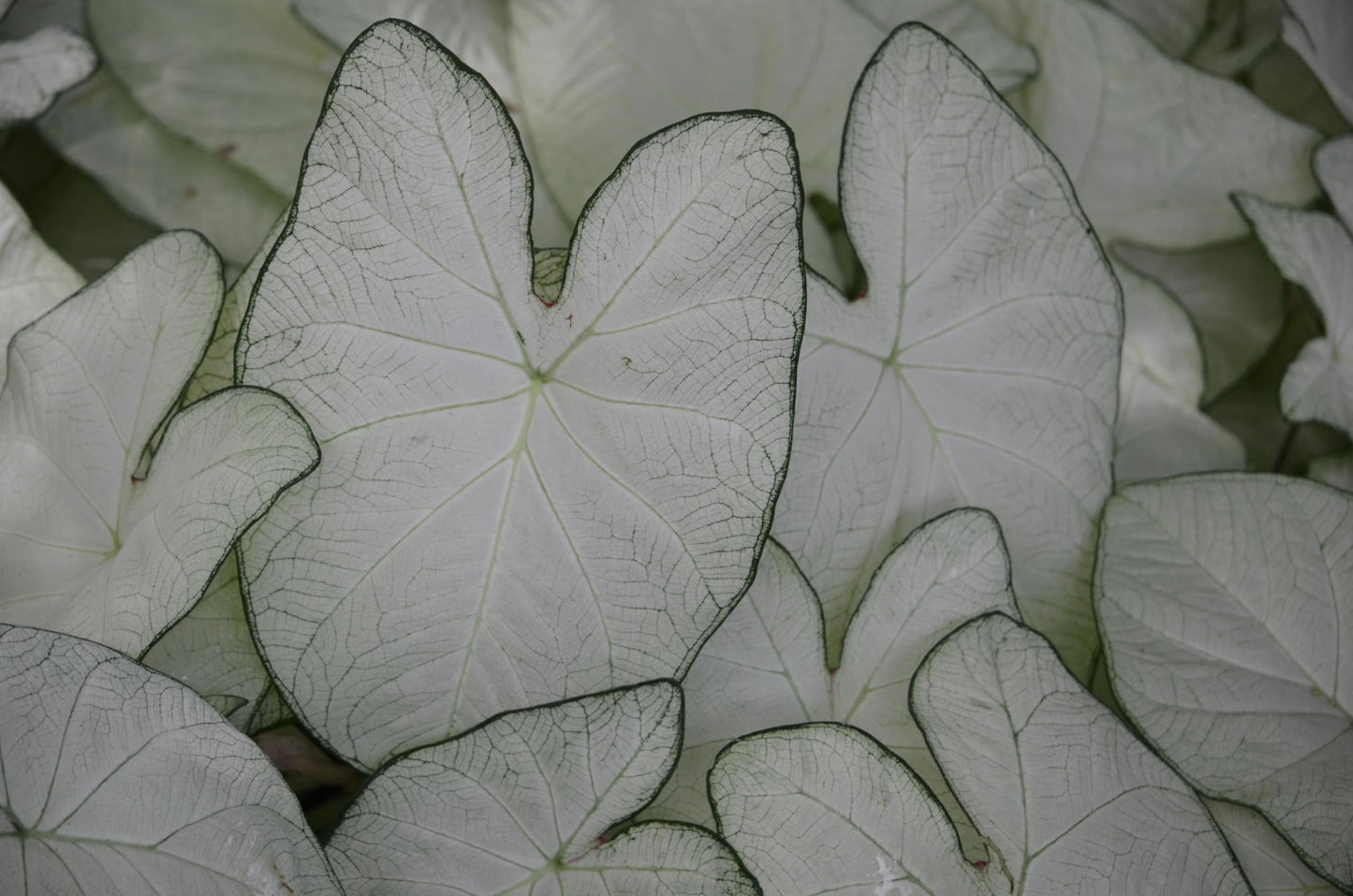 10 June Bride Fancy Caladium Bulbs for Planting - Exotic White Elephant Ears Bulbs