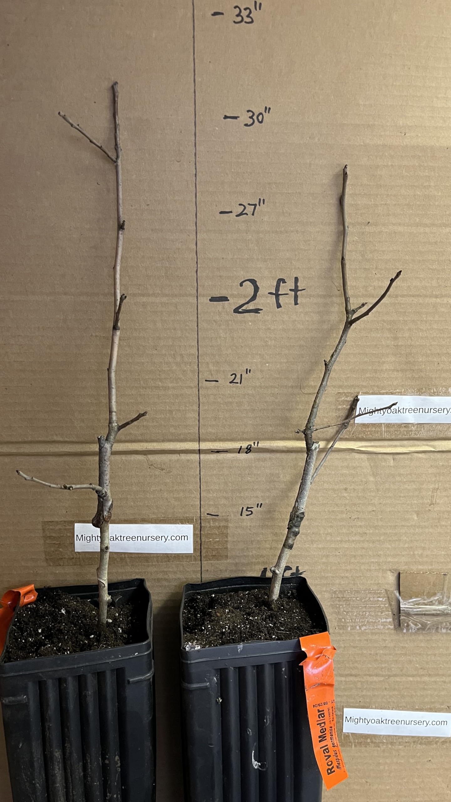 8-12" Tall Royal Medlar Tree, Mespilus Germanica, grafted Plant