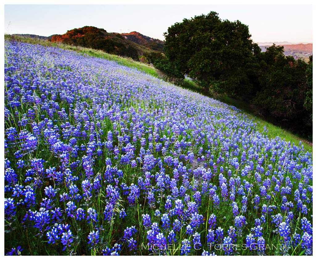 Mixed Lupines with Many Colors - 250 Seeds