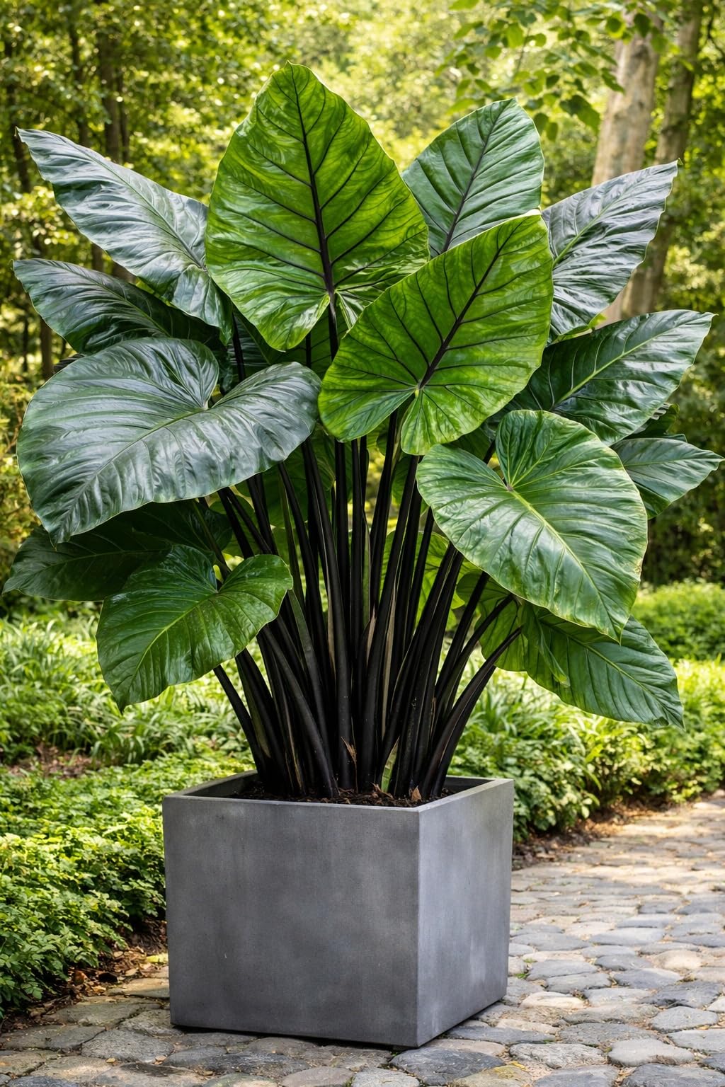 3 Giant Upright Elephant Ear Bulb – Massive Green Leaves – Large 7-9 Inch Bulbs - Tropical Statement Plant for Garden & Containers (3 Bulbs)