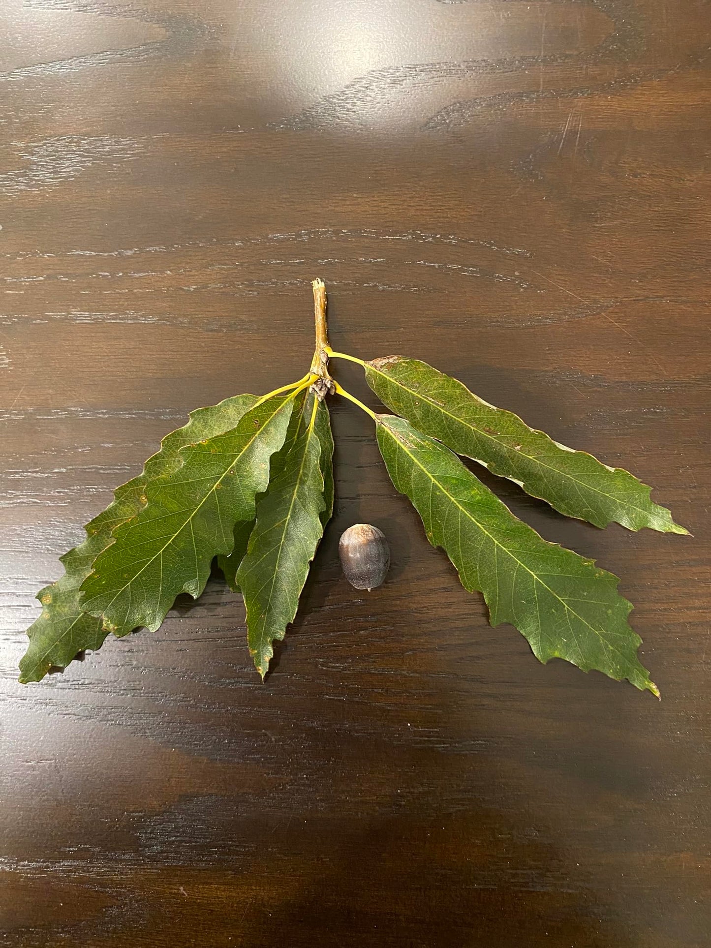 Chinkapin Oak Tree Sapling, Live Quercus Muehlenbergii Plant, Native Shade Tree for Home Garden and Landscaping