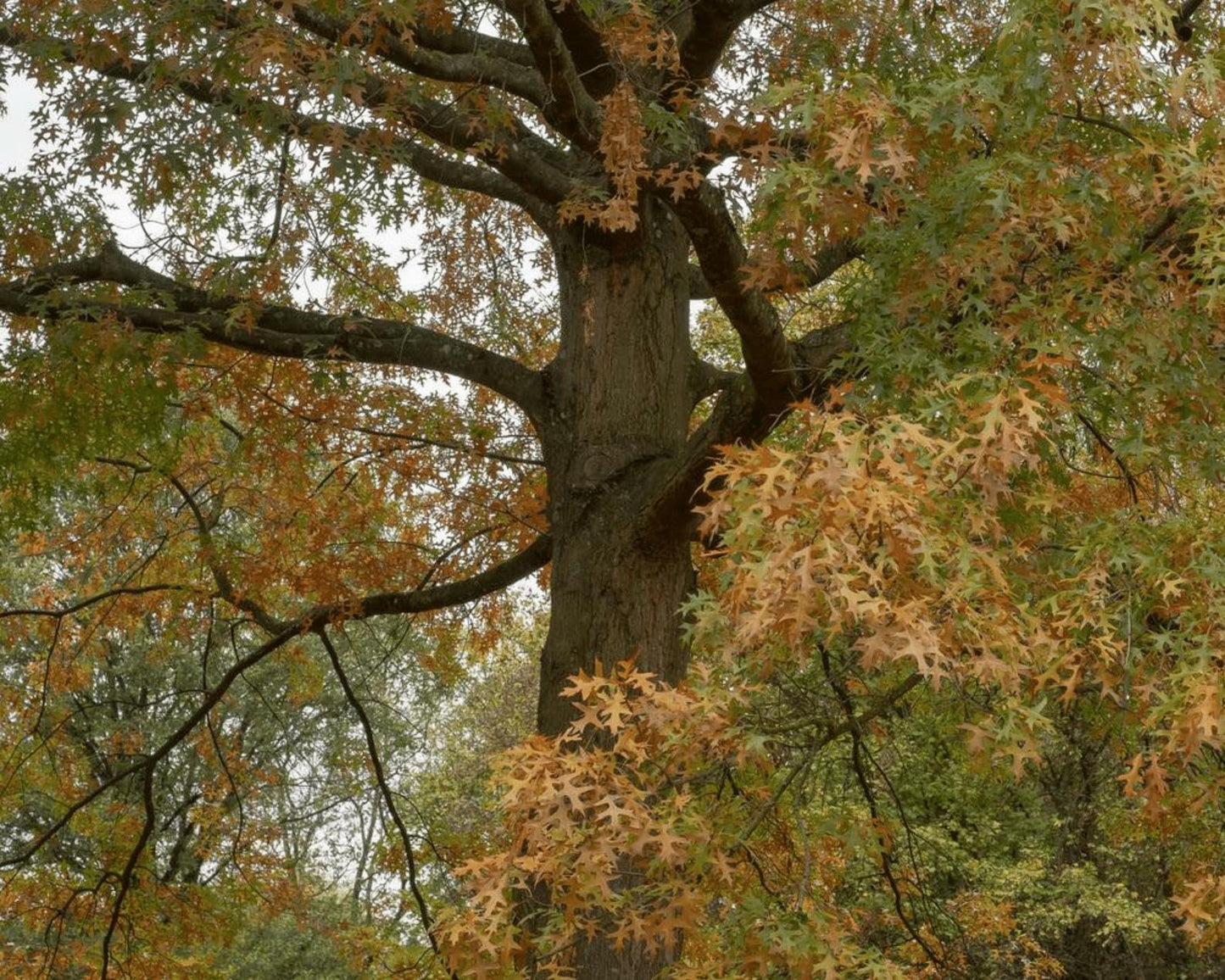 Live Plant - 2 Pin Oak Trees - Live Potted Plants - 12-18" Tall - 4" Pot - Quercus palustris