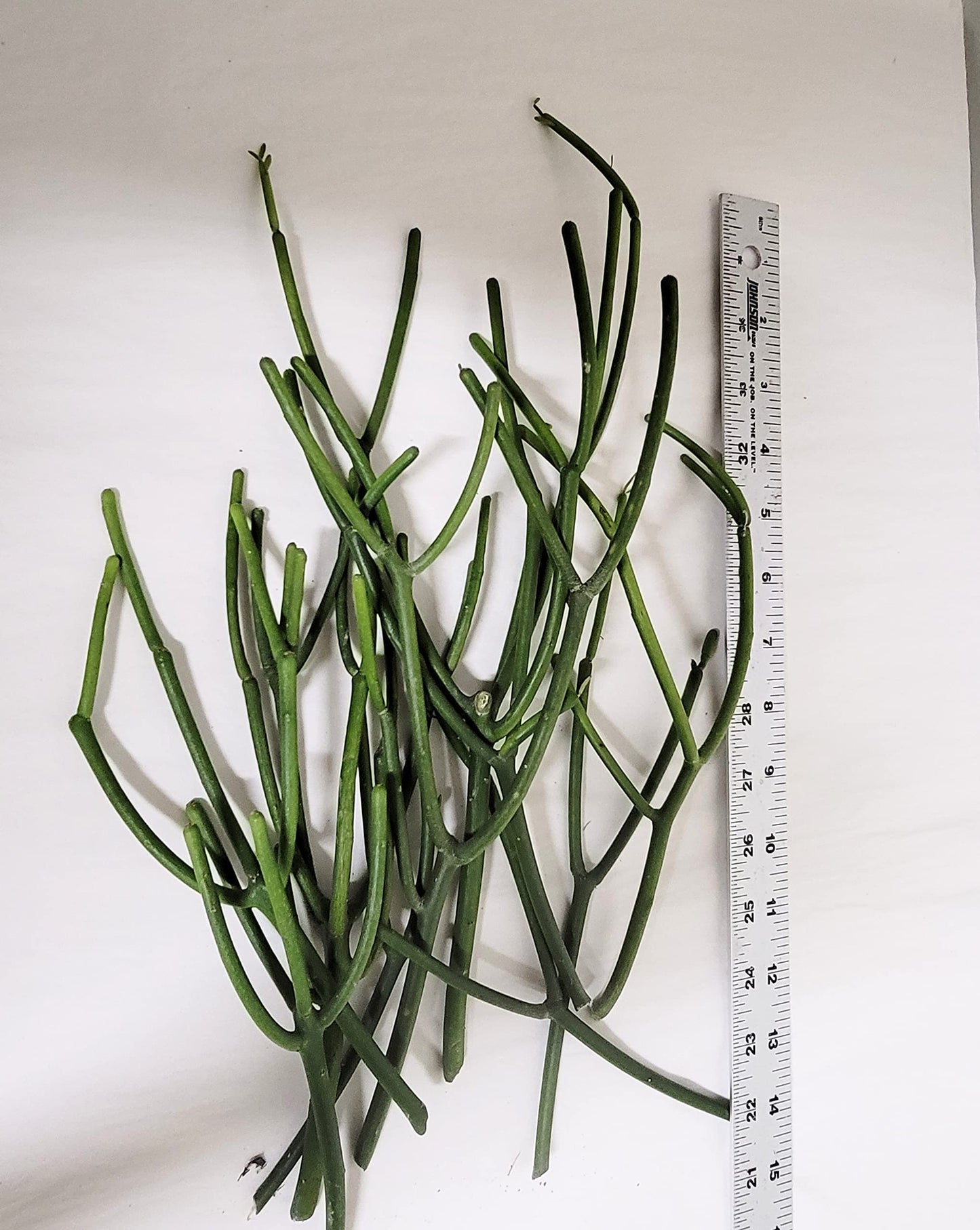 Pencil Cactus Indian Tree Spurge (euphorbia tirucalli) 10 clips (approx 6-8")