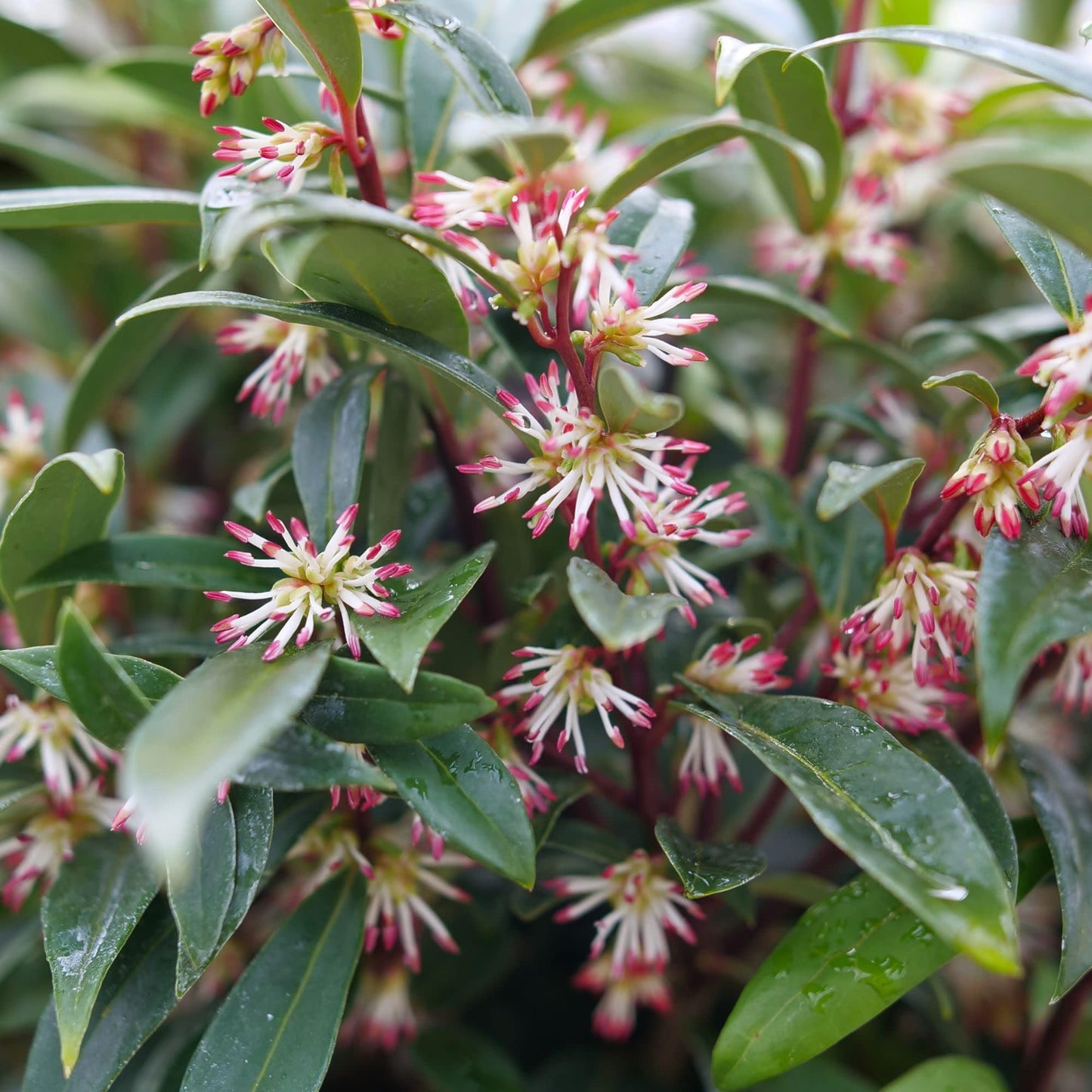 Proven Winners Sweet & Lo Sweet Box (Sarcococca hookeriana) Live Plant, 4.5" Qt