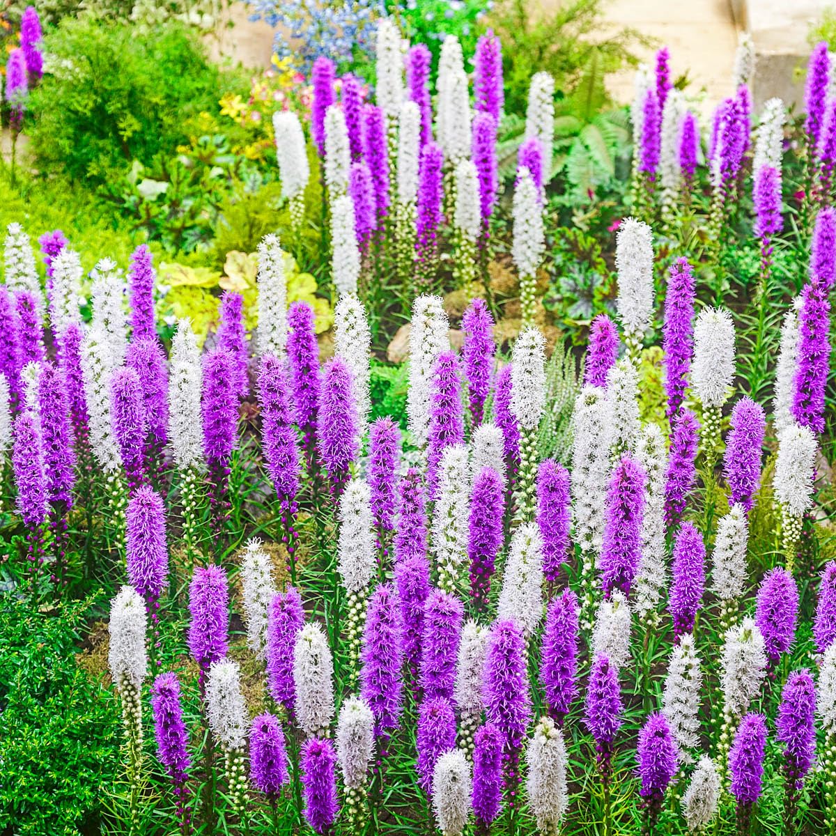 Direct Gardening - Blazing Star Liatris Summer Flowering Perennial Mixture, White and Purple Flowering Dormant Bulbs, 16 per Offer