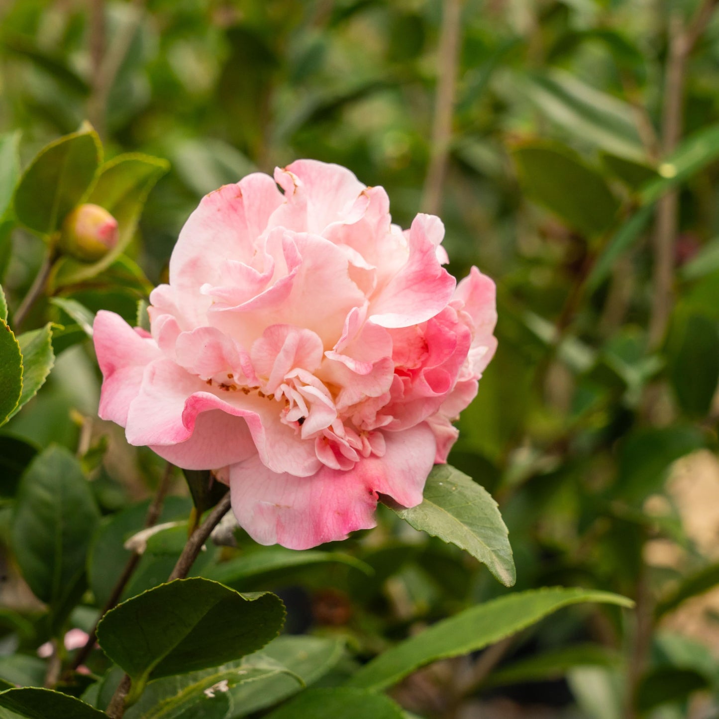 Perfect Plants High Fragrance Camellia 1 Gallon | Evergreen Blooming Shrub | Fragrant Pink Blooms for Early Spring