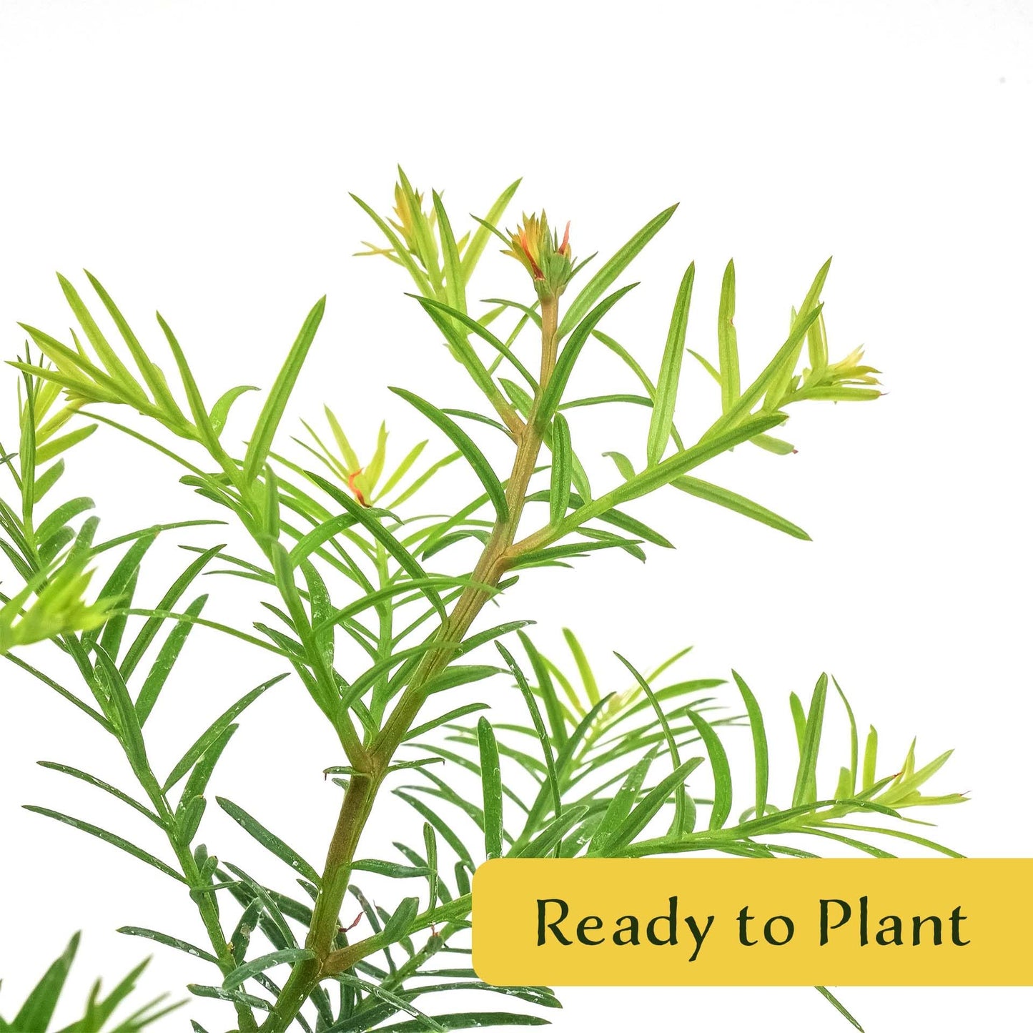 2 Coastal Redwoods (Sequoia sempervirens) – Tall Evergreen Conifer with Soft, Dense Needled Foliage | 2.5” Nursery Cubes, Ready-to-Plant Live Starter Plants