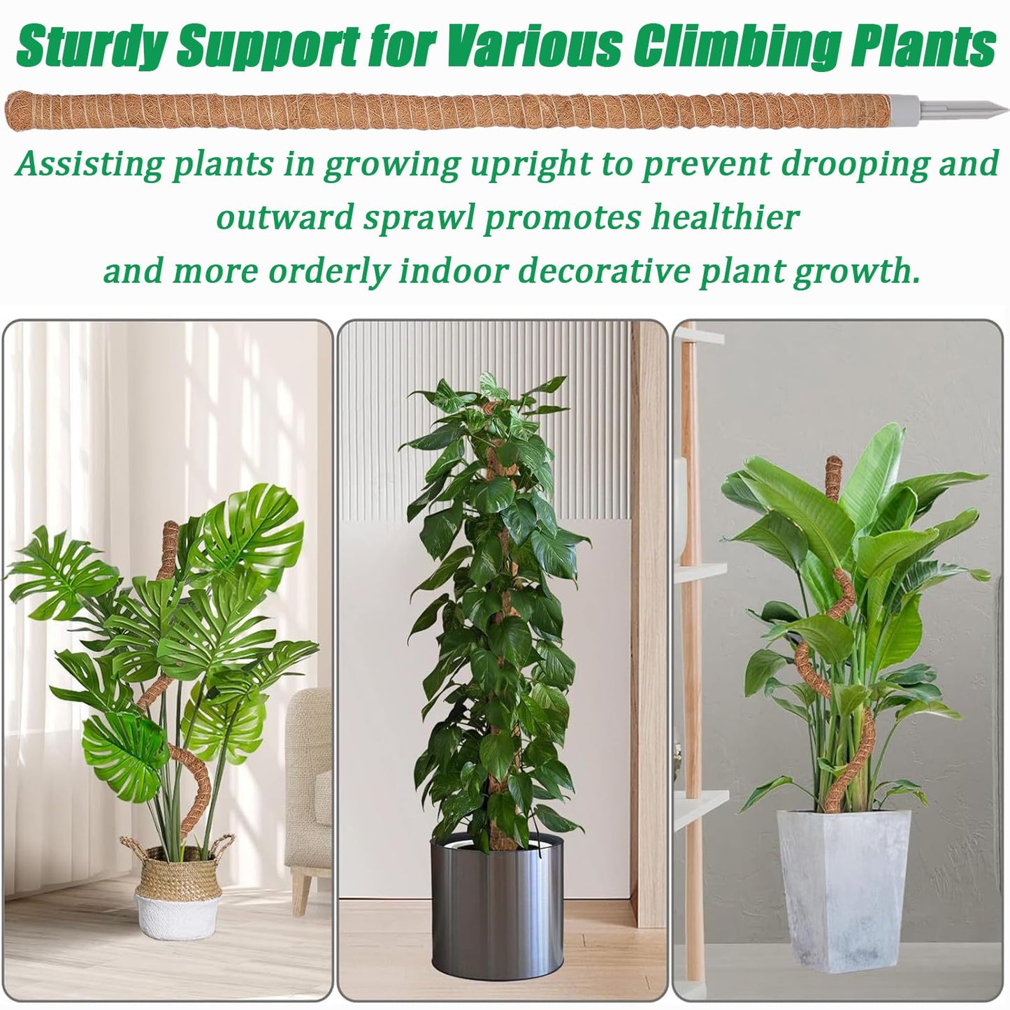 3-Pack Tall Moss Poles (50 Inch) - Coco Coir Plant Support Sticks for Potted Plants (Monstera, Pothos, Philodendron)