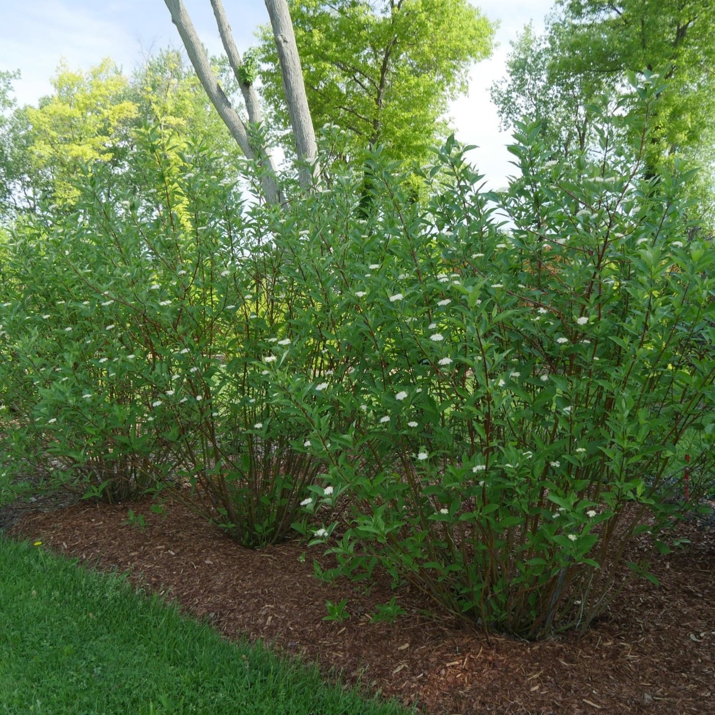 Proven Winners Arctic Fire Red Dogwood (Cornus stolonifera) Live Plant, 4.5" Qt, 4 Pack