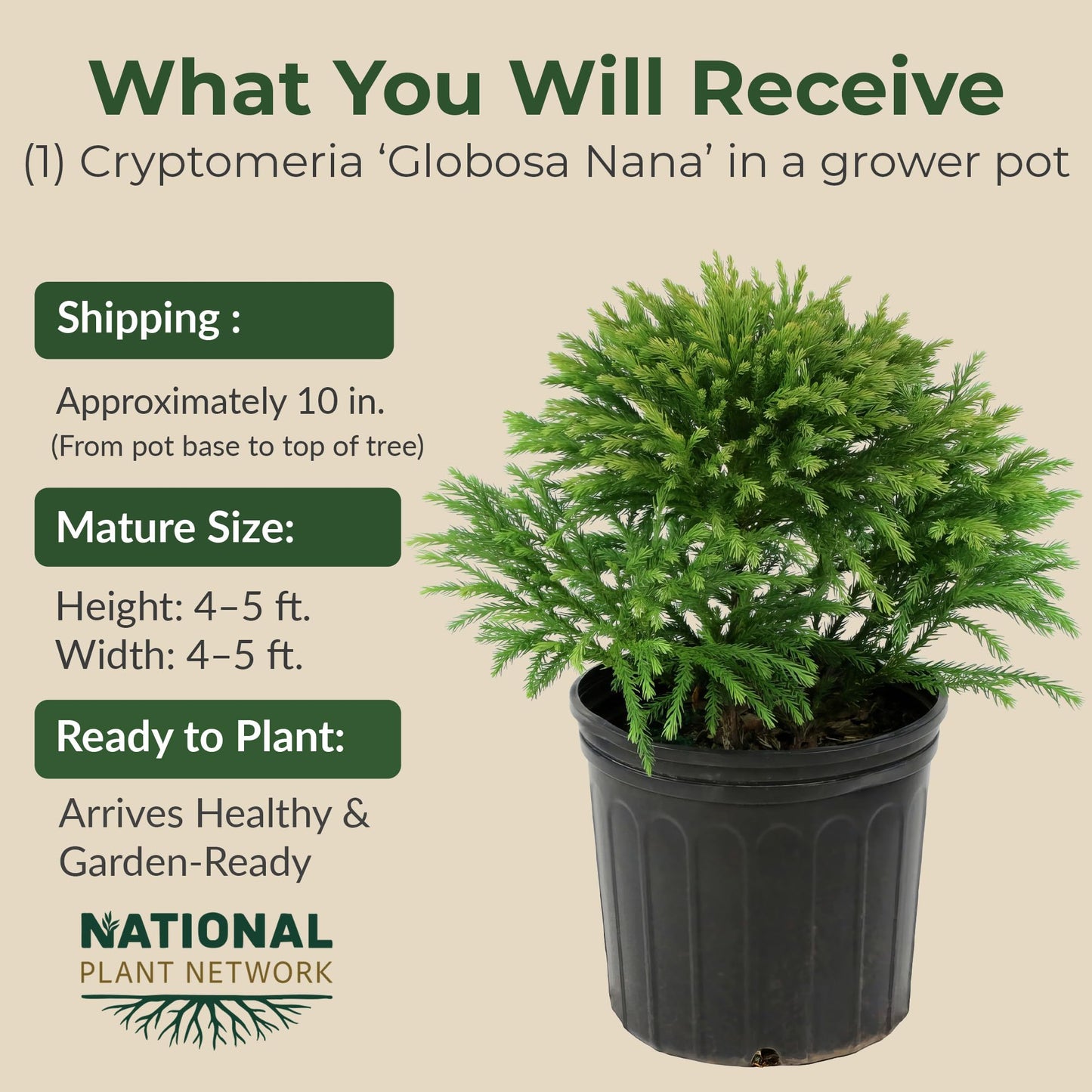 3 gal. Cryptomeria Globosa Nana Shrub