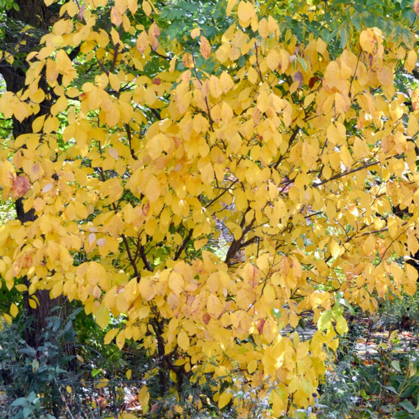 Spicebush Plant Live for Planting, Spicebush Shrub Yellow Flower in Quart Pot,10-14" Tall