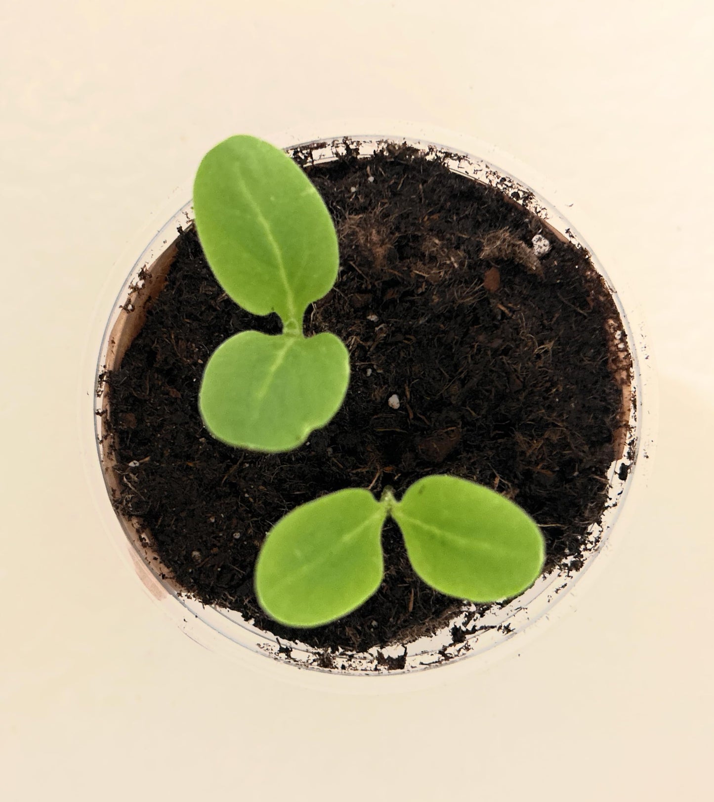 Seeds In A Cup: Tree Grow Kit | Easy to use | Educational | Memorial Gift | Plant It for The Planet | Grow Your Own Tree |Wide Selection to Choose from (Apricot)