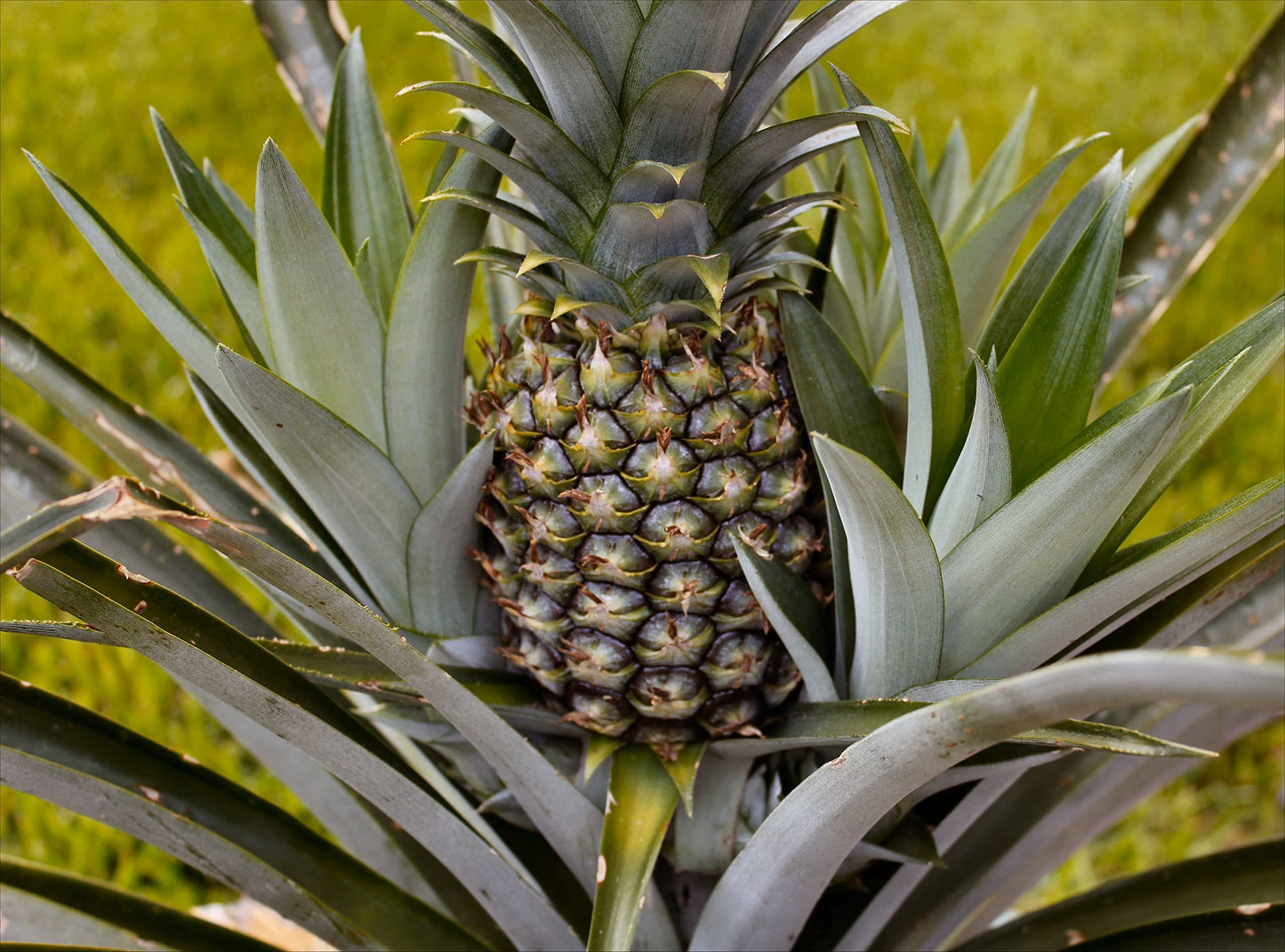 Pineapple Plant - Live Plant in a 4 Inch Grower's Pot - Ananas Comosus - Starter Fruit Trees Ready for The Patio and Garden