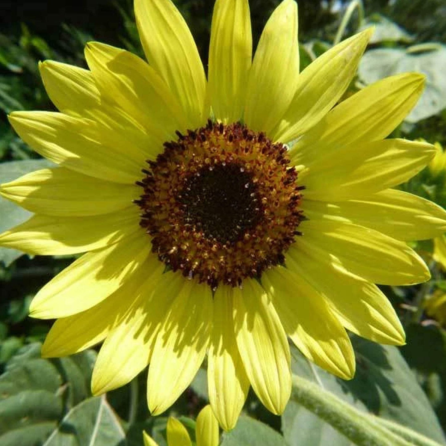 Lemon Queen Sunflower - 1/4 LB Bulk ~2,700 Seeds - Non-GMO, Heirloom, Open Pollinated Flower Gardening Seeds