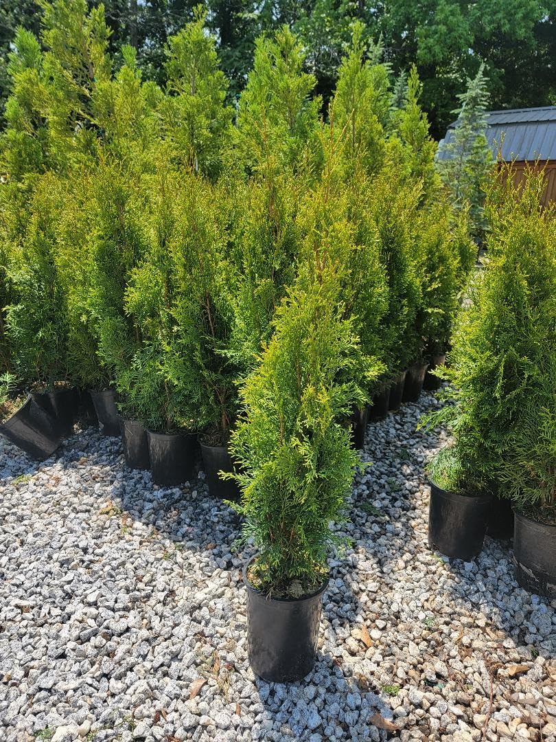 Live Plant - Emerald Green Arborvitae Tree (Thuja) - Live Plant - (2.5 Qt)