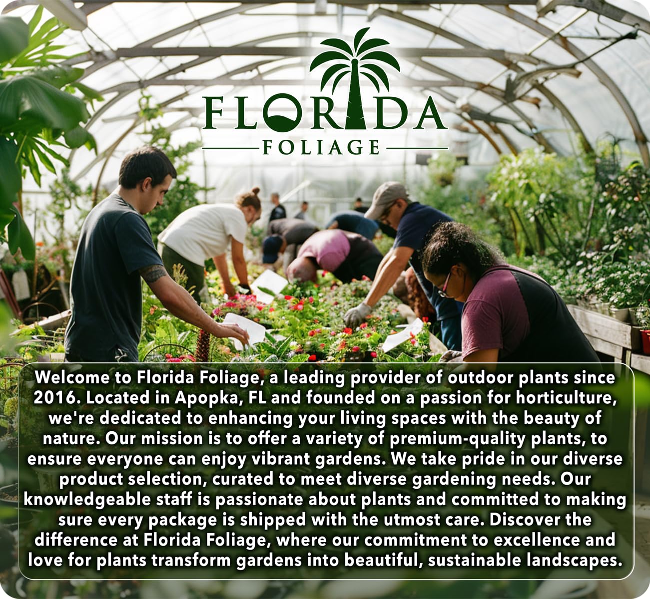 Ligustrum Waxleaf Privet - 30 Live Plants 2" Pot Size - Evergreen Privacy Hedge