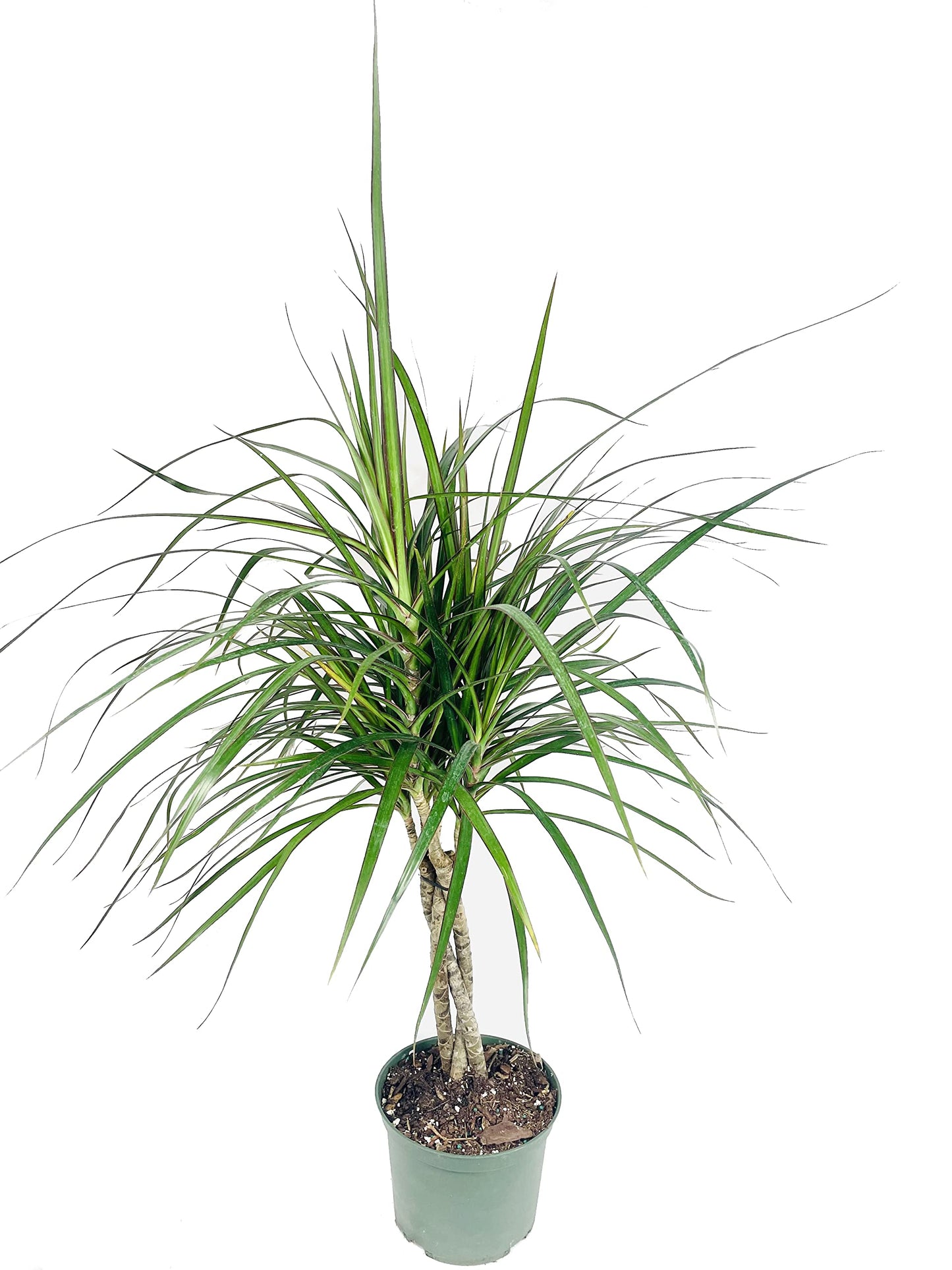 Dracaena Marginata Braid - Live Plant in a 6 Inch Pot - Dracaena Marginata - Stunning Braided Indoor Houseplant