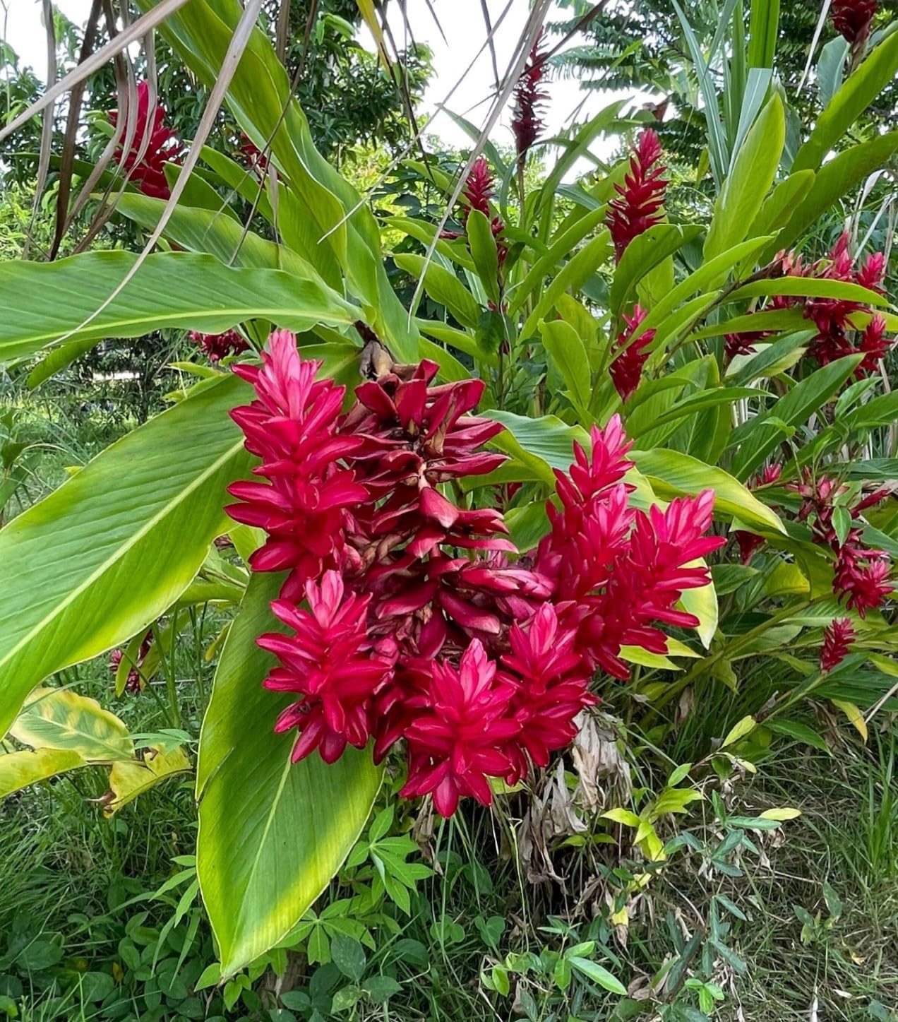 Live Plant - Hawaiian Red Ginger-Alpinia Purpurata- Small Rooted Starter Plant