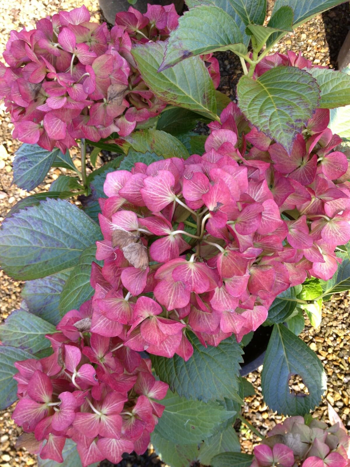 Live Plant - Glowing Embers Hydrangea Starter Plant Deep Violet to Deep RED