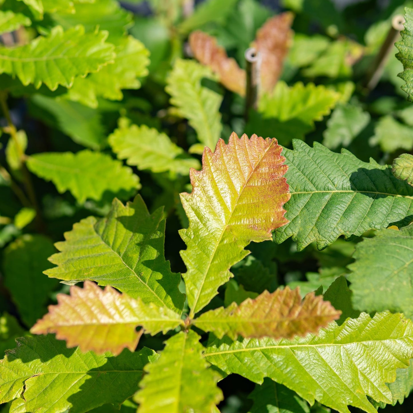 Perfect Plants Swamp Chestnut Oak Tree 1 Gallon | Live Tree for Landscaping | Shade & Privacy Features