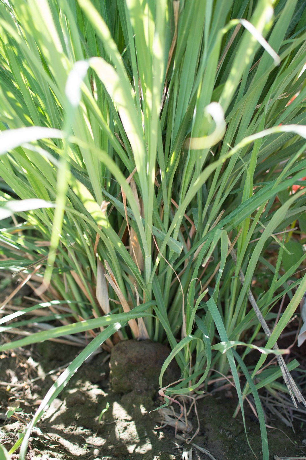 5 Fresh Lemongrass Cutting, Cymbopogon, mosquito Repellent live Organic plant