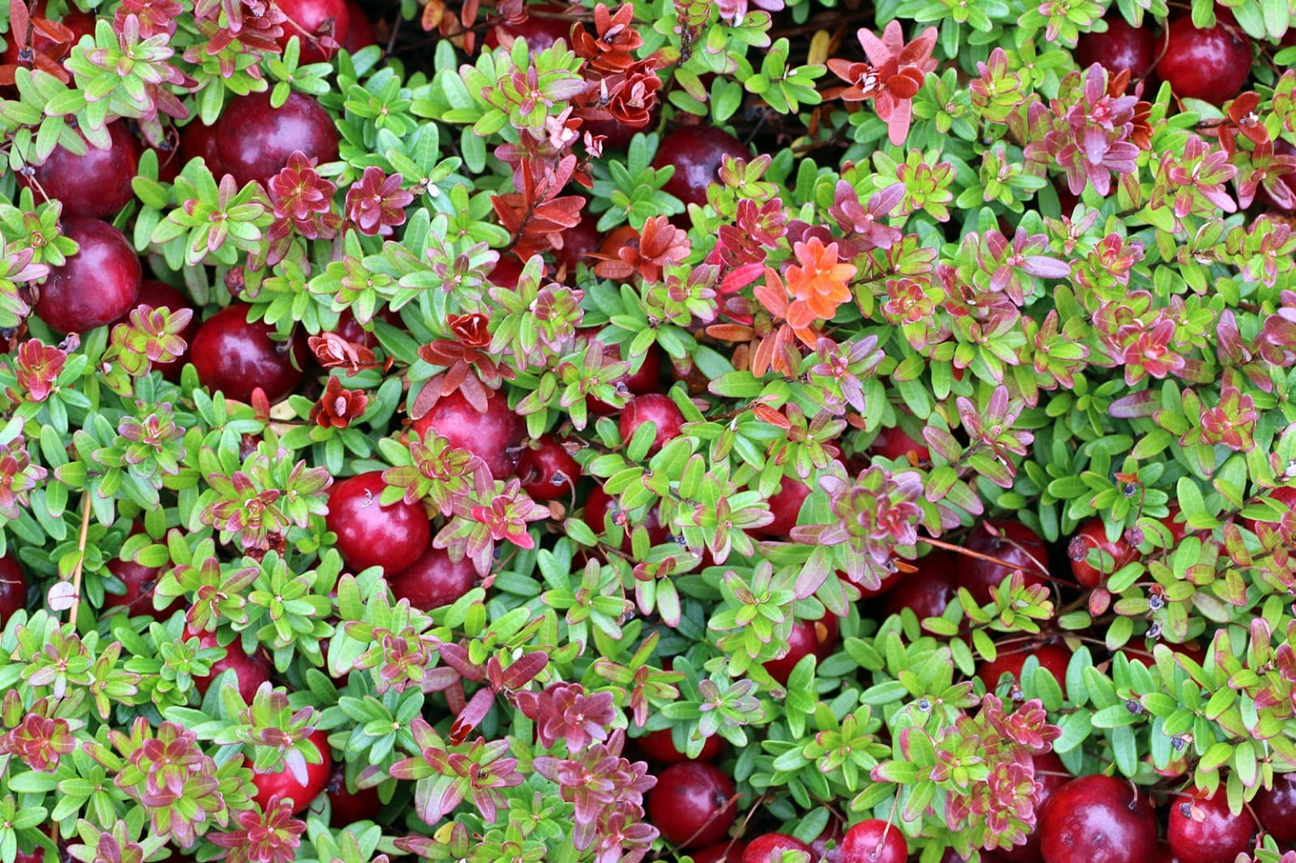 1 Plant Pilgrim Cranberry (Vaccinium Macrocarpon) 1 Year Old
