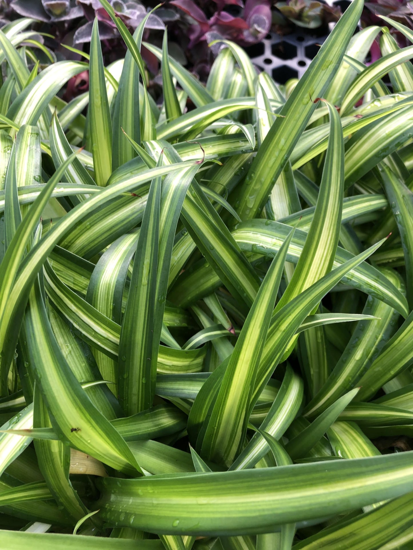 Generic Hawaiian Spider Plant ~ 2 Starter Plants ~ Great for Home and Office
