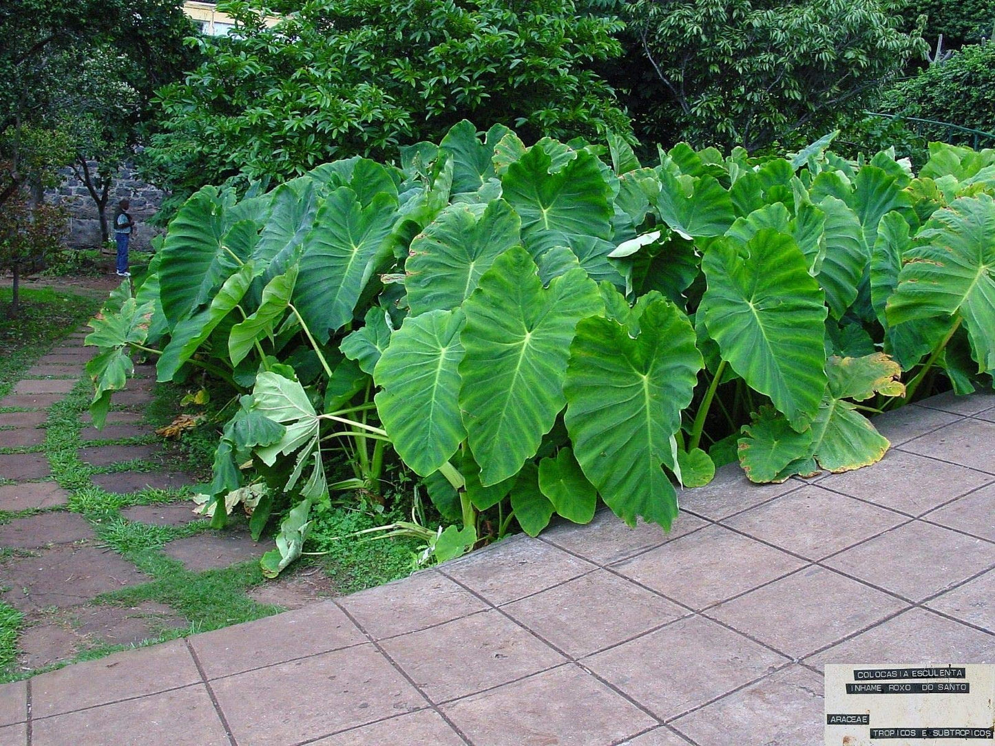3 Jumbo Elephant Ear bulbs (Colocasia esculenta) Tropical Plant .