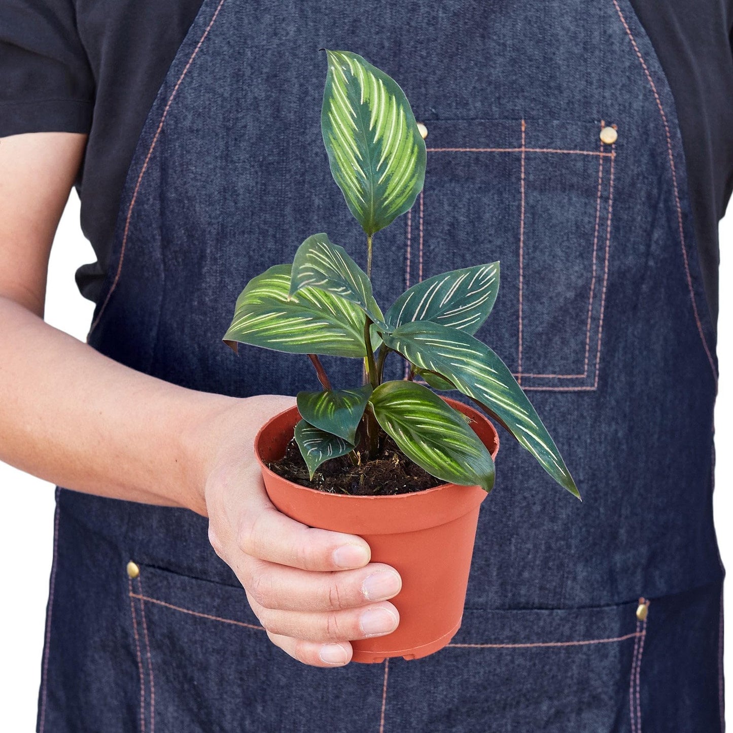 Calathea 'Beauty Star' | Live Plant for Indoor & Outdoor | for Living Room, Office, Bathroom | (4" Pot)