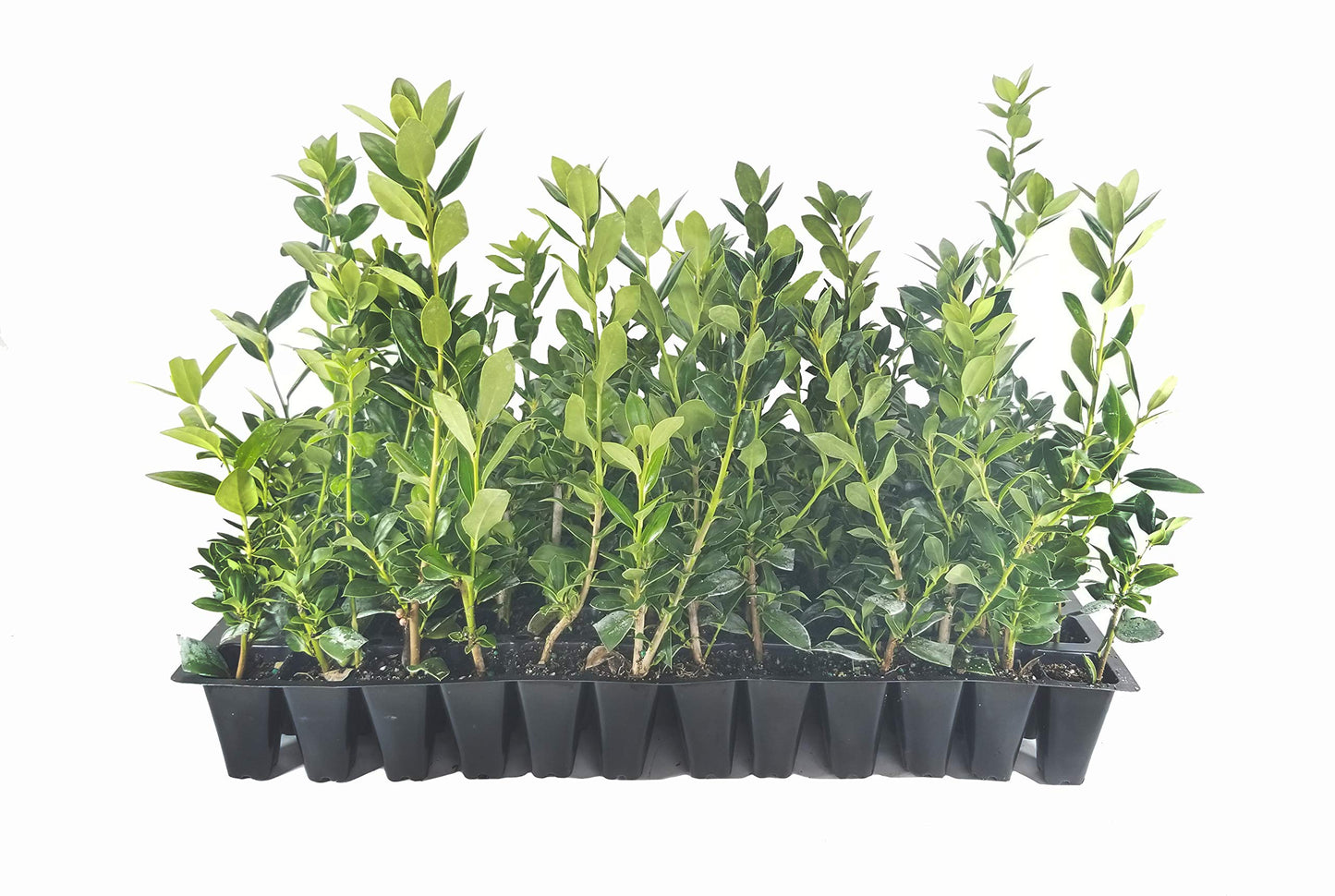 Needlepoint Chinese Holly | 10 Live Plants | Ilex Cornuta | Evergreen Shrub, Low Maintenance, Drought Tolerant, Privacy Hedge, Ornamental Foliage, Year-Round Interest, Landscape Shrub