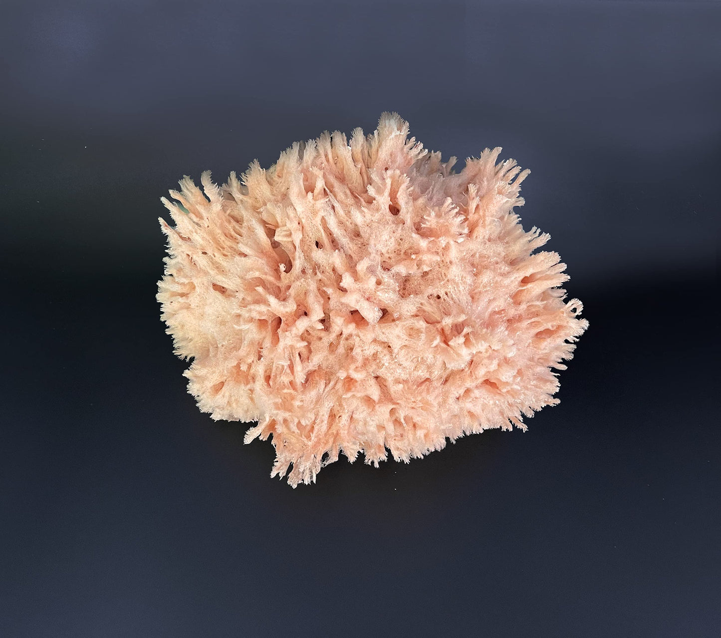 Lullingworth® Natural Sea Wool Art Sponge: Premium Professional Grade 5-6" Unbleached, Excellent for Painting, Decorating, Texturing, Marbling, Limestone/Venetian Plaster, Faux Finishes, Crafts