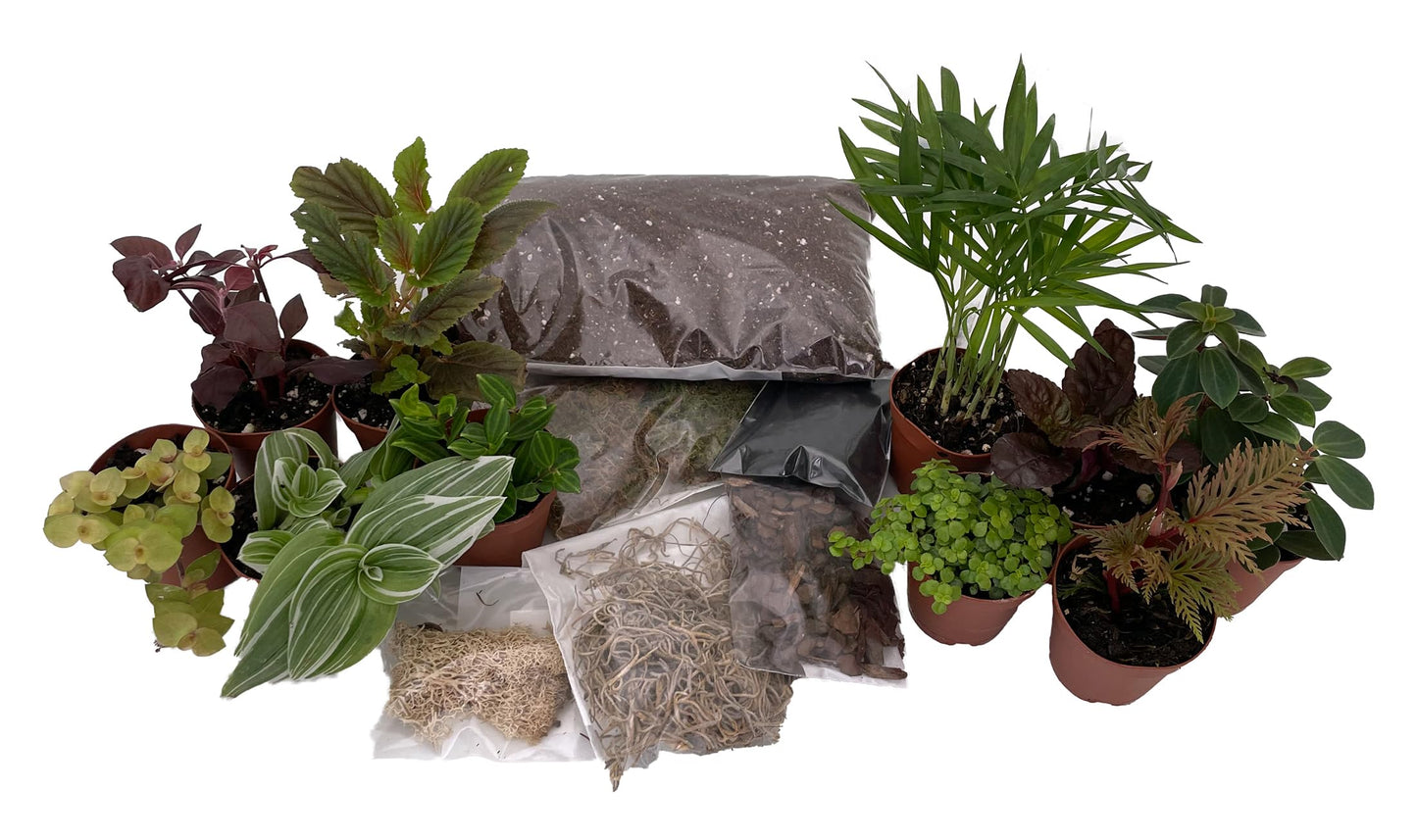 Hirt's Terrarium Kit with 10 Terrarium Plants in 2" Pots