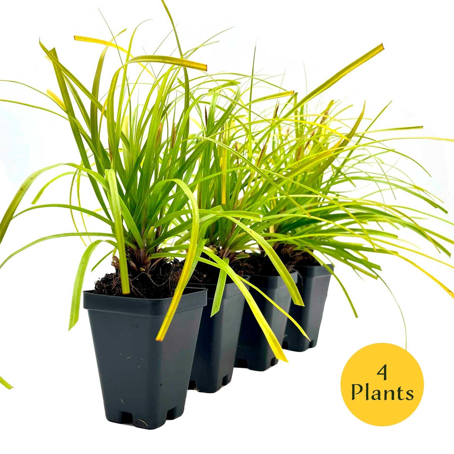 4 Everillo Sedge Grass – Evergreen Clumping Ornamental Grass with Arching Golden Foliage for Shade, Borders & Containers (Carex oshimensis ‘Everillo’) in 3.5″ Cubes, Live Plants