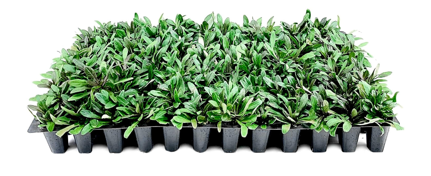 Ajuga Chocolate Chip | 3 Live Plants | Ajuga reptans | Ground Cover Perennial | Pathways and Gardens, Blue Flowers, Drought Tolerant, Easy to Grow, Fast Spreading, Low Maintenance