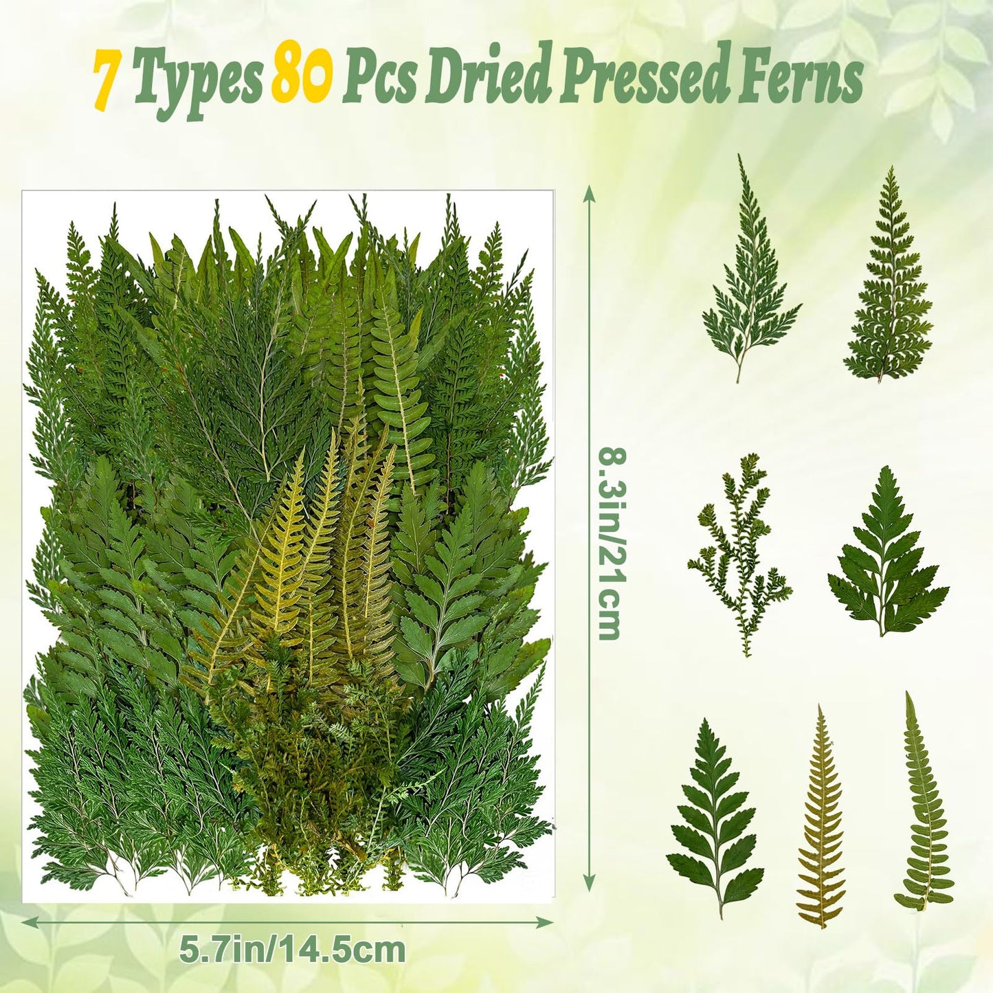 80 Pcs Green Ferns Dried Pressed Flowers Bulk for Crafts, Natural Leaves Greenery for Resin Art, Candle Making, DIY Decoration, Floral Supplies