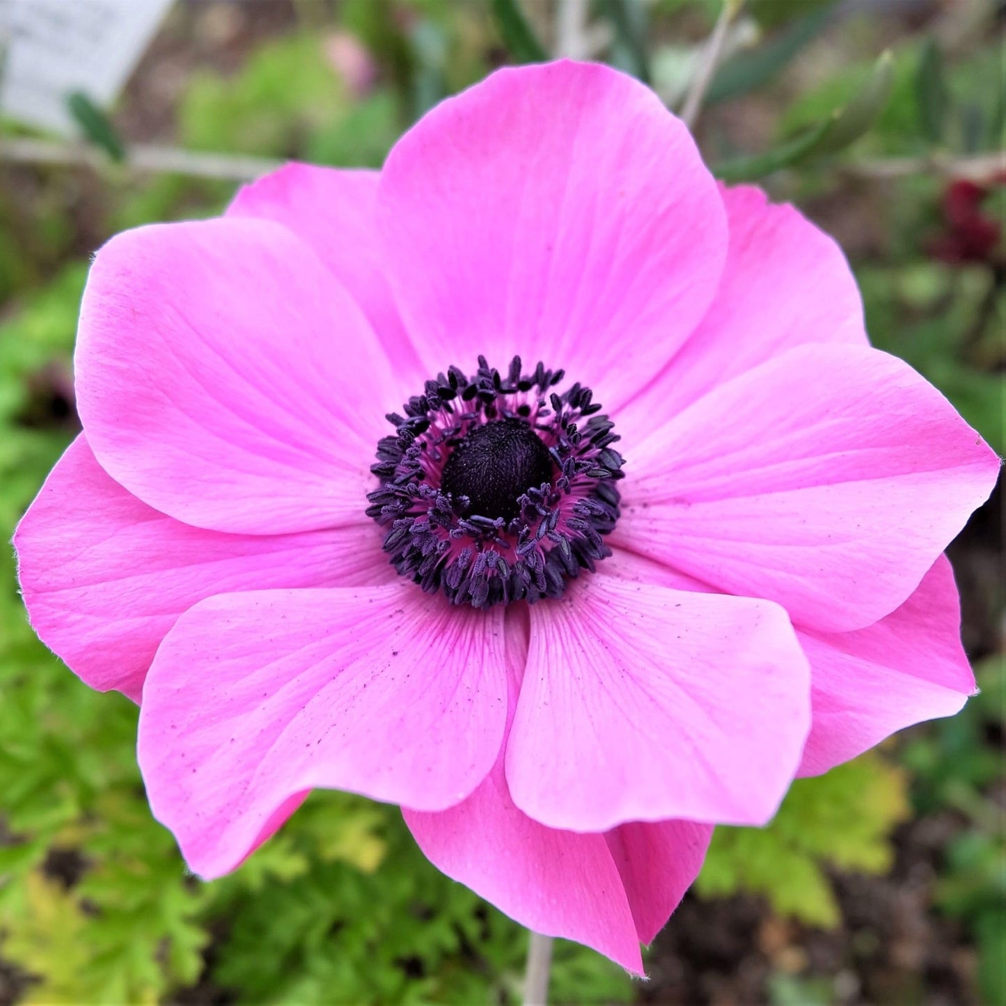Easy to Grow Anemone Rosea Pack of 20 Flower Bulbs - Spring Pink Flowers in Full Sun, Great for Cutting