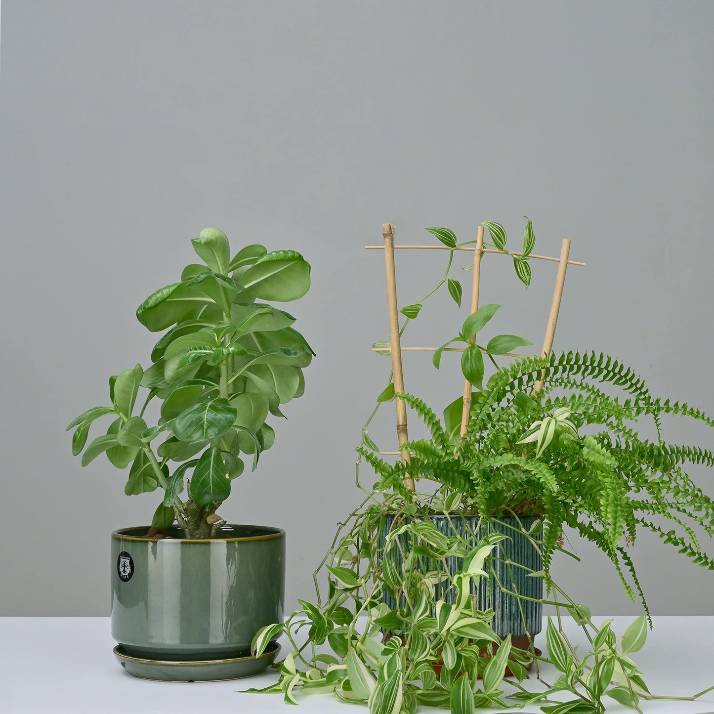 Natural Bamboo Trellis 15 Inches for Climbing Plants, Bamboo Trellis Potted Plant - 3 Pack