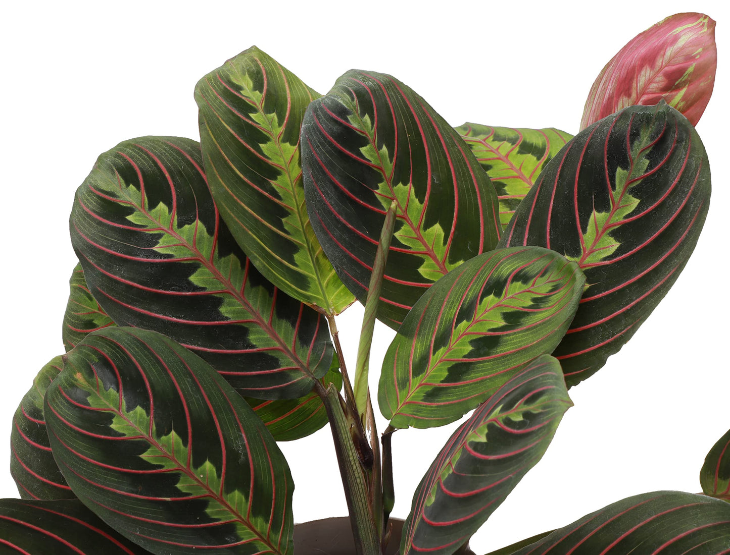 Thorsen's Greenhouse Prayer Plants Set of 2, Maranta leuconeura, Pet Safe, Low Light, Live Indoor Plants, 4" Diameter Plants, Classic Pots (White)