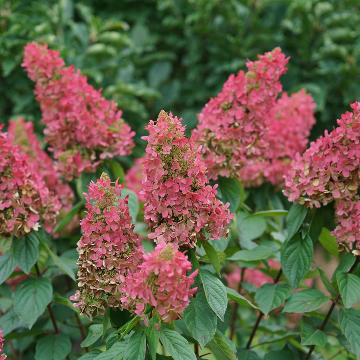 Perfect Plants Pinky Winky Hydrangea 3 Gallon | Live Shrub for Landscaping | Pink & White Cone Shaped Blooms
