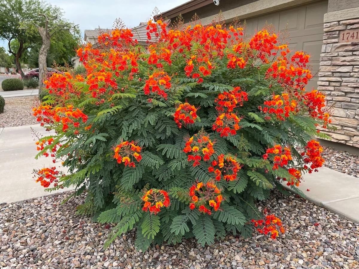 5 Mexican Red Bird of Paradise Seeds (Caesalpinia pulcherrima) – Dwarf Poinciana Flower Shrub