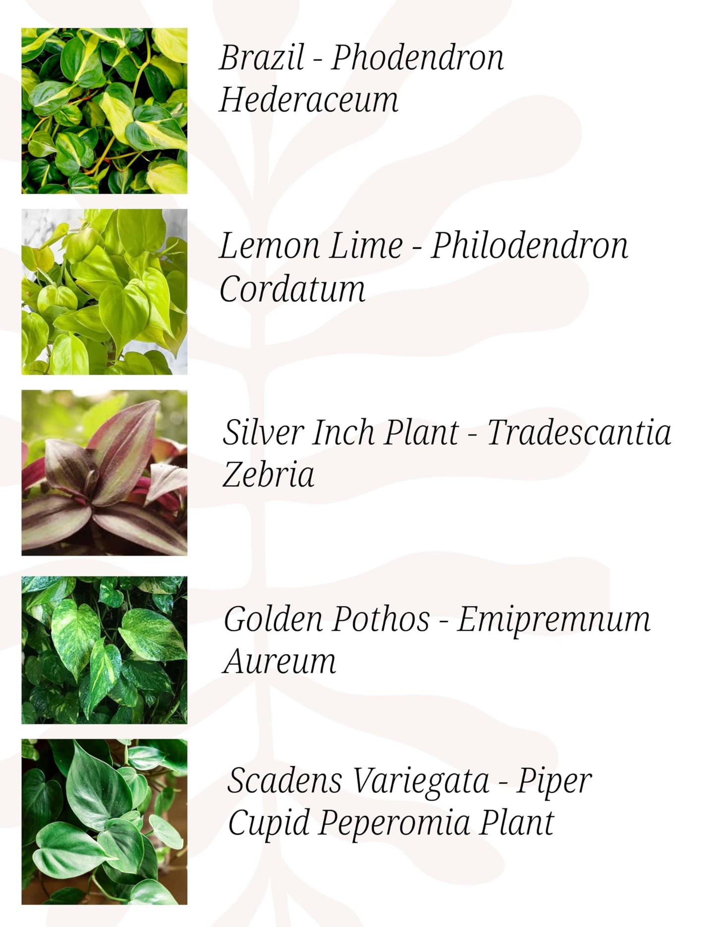 Indoor Plants, 4 Pack, Low Light Plants