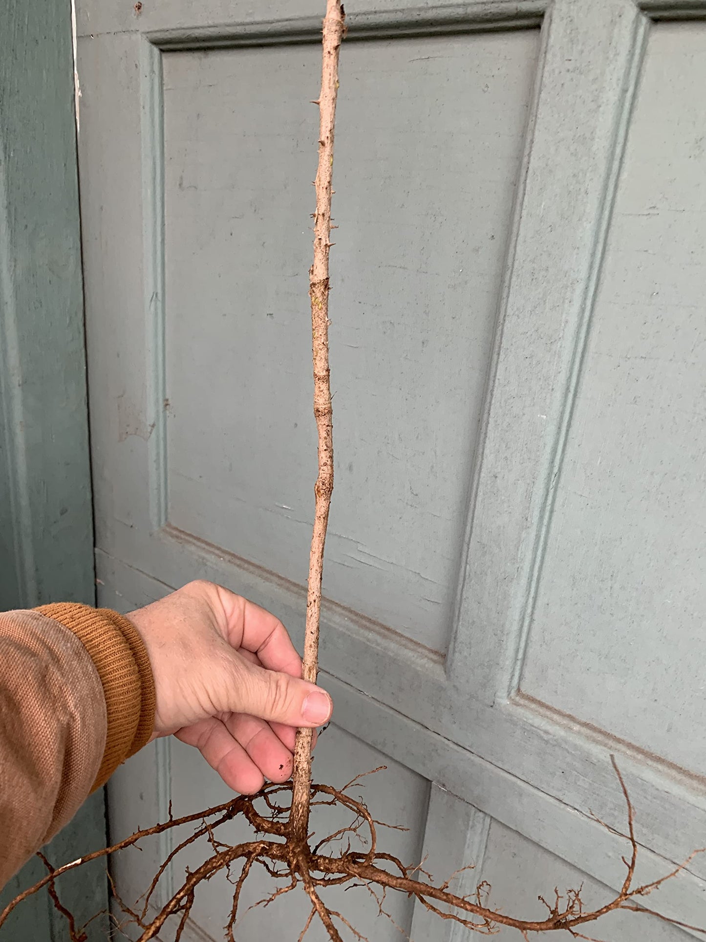 12-24 inches Tall Aralia spinosa Tree - 1 Plant Devil's Walkingstick