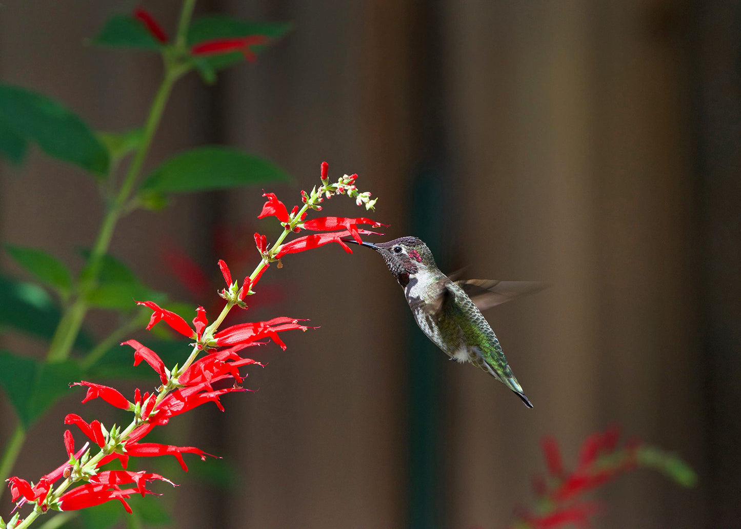 Organic Pineapple Sage Plant (Salvia elegans) in 2.5 inch Pot - Attracts Butterflies and Hummingbirds