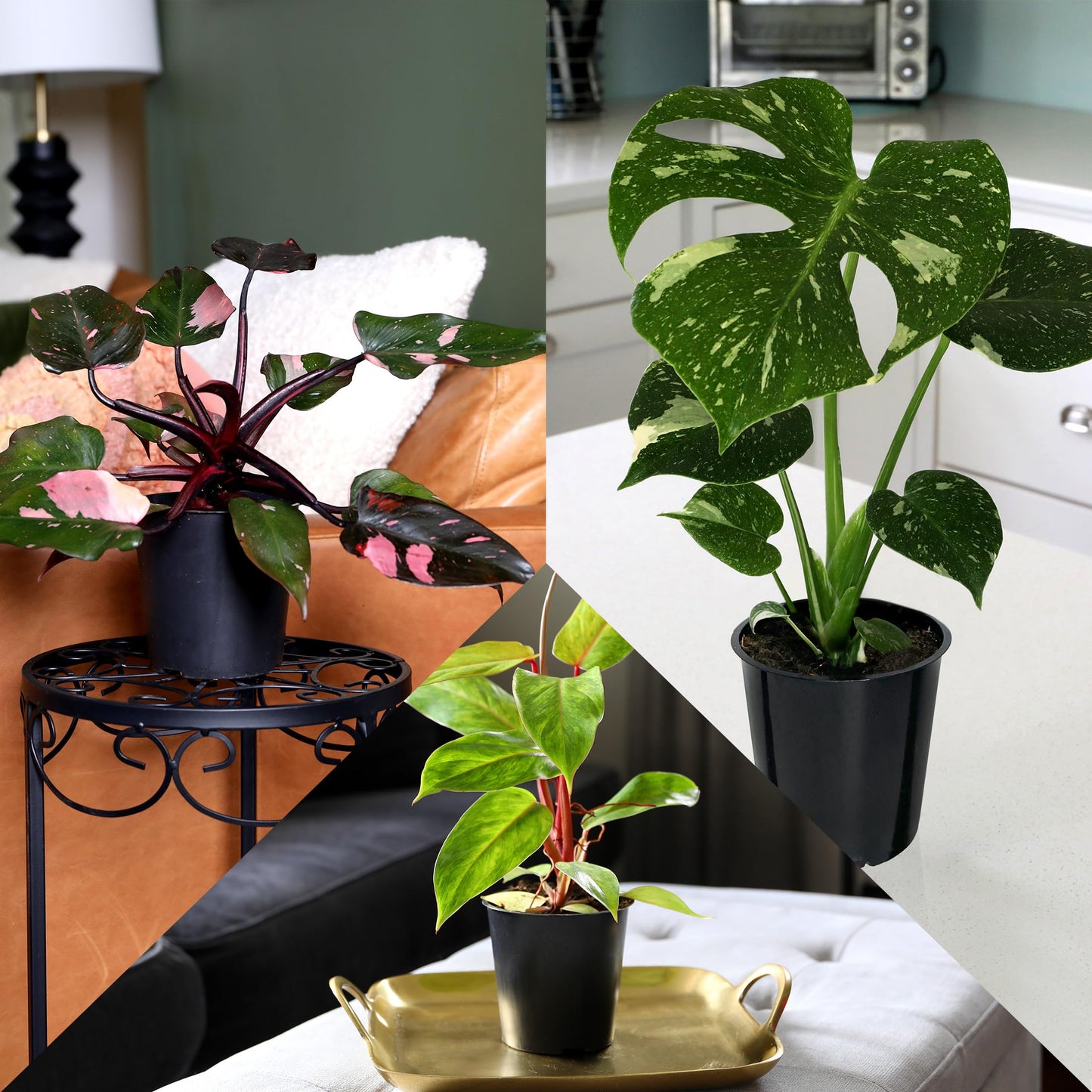 Green Circle Growers 6P Assorted Foliage, Grower Pots, Live Plants