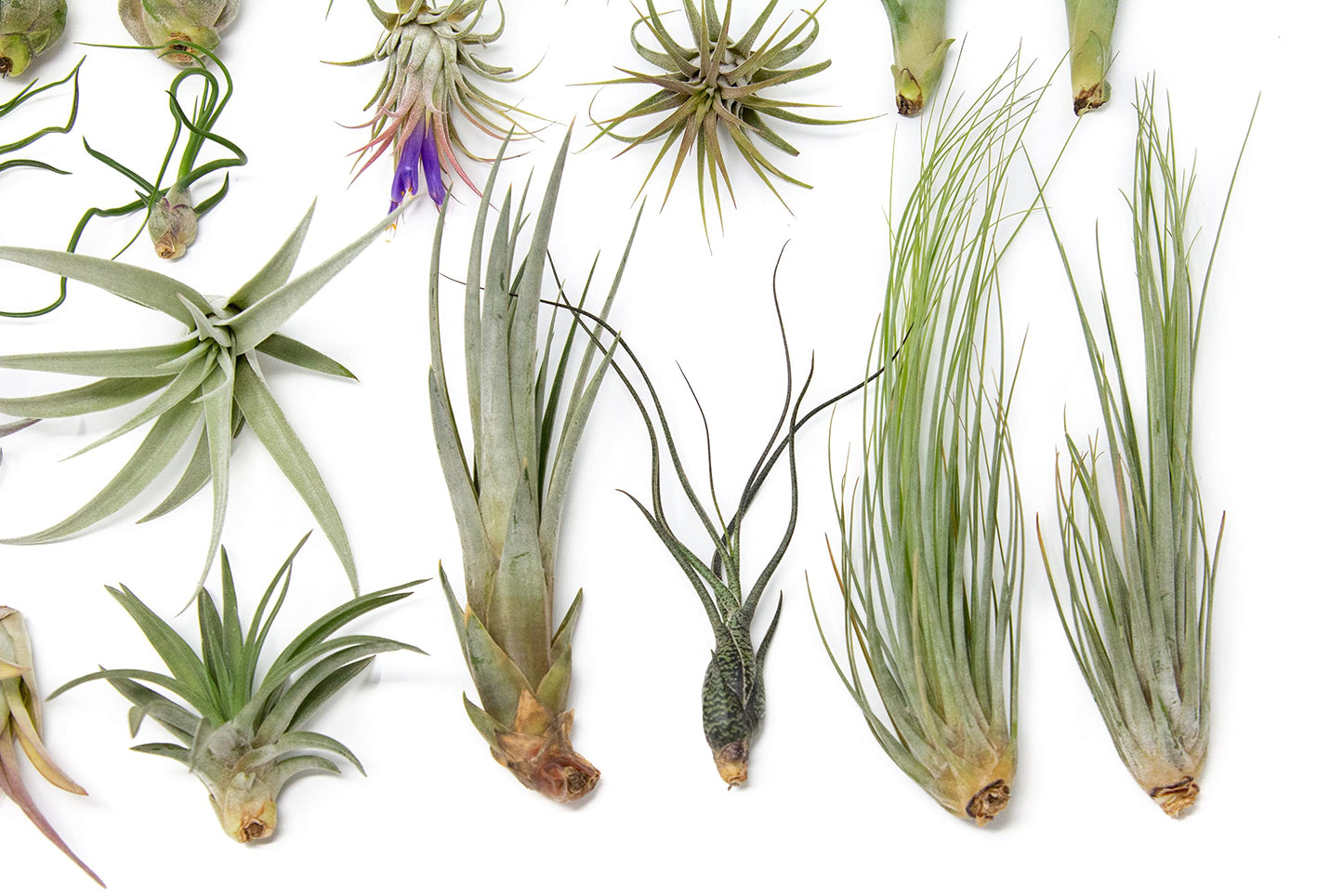 25 Grab Bag Pack Small & Medium Air Plants - Fertilizer Packet - Wholesale - Bulk - Live Tillandsia - Easy Care House Plant - Succulents