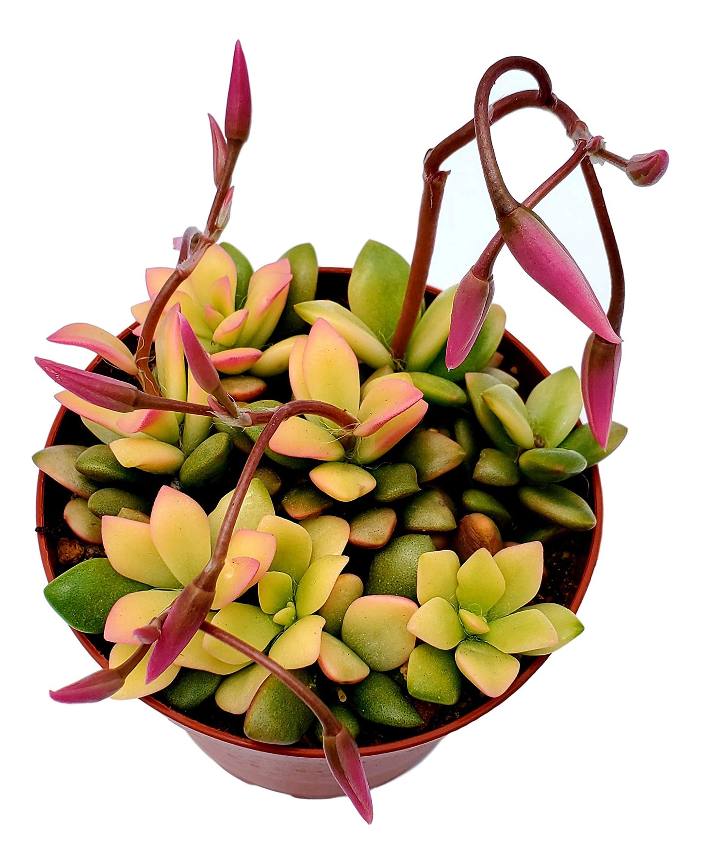 Fat Plants San Diego Succulent Plant(s) Fully Rooted in 4 inch Planter Pots with Soil - Real Live Potted Succulents/Unique Indoor Cactus Decor (1, Anacampseros telephiastrum variegata)