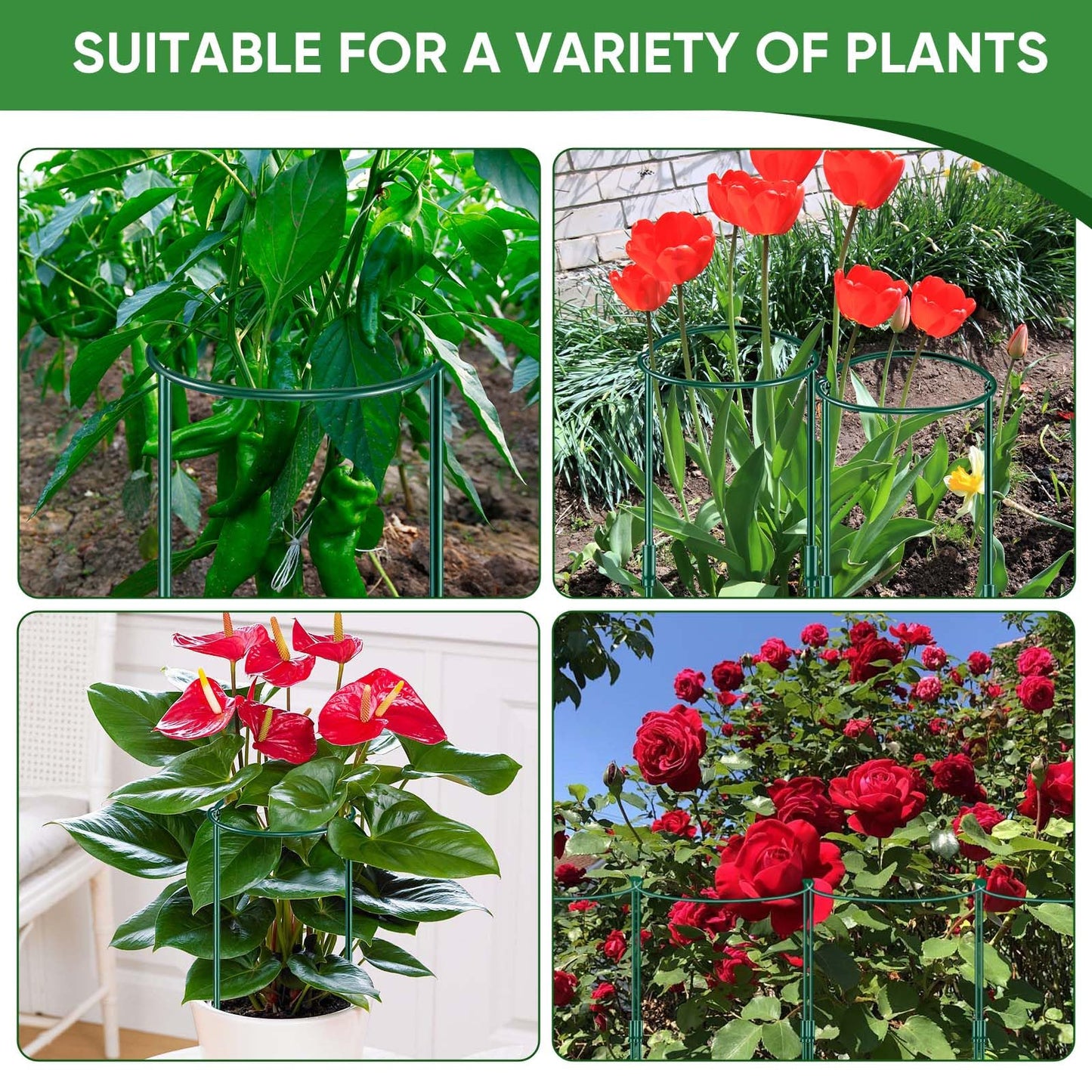 8 Pack 32 or 16 inch Adjustable Plant Support Stakes, Heavy-Duty Half Round Peony Support, Garden Plant Stakes Cage for Outdoor Plants, Peony, Tomato, Hydrangea, (16In Support +16In Extension Tubes)