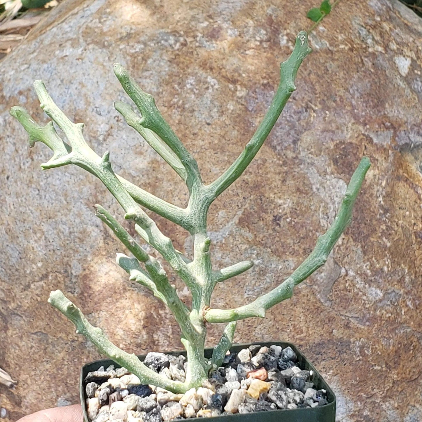Euphorbia stenoclada spineless Cacti Cactus Succulent Real Live Plant