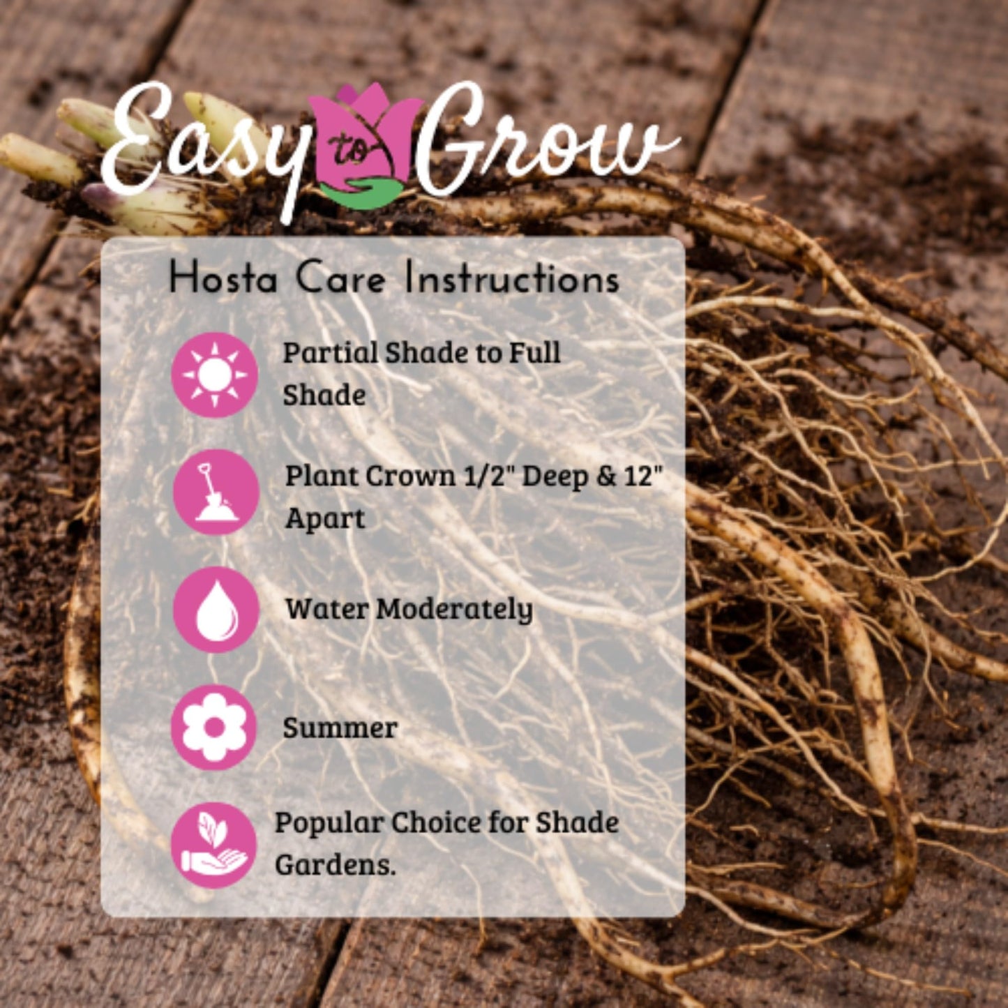 Easy to Grow Hosta Sum and Substance 3 Plant Roots - Summer Lavender Blooms on Lime Green Foliage for Shade Garden